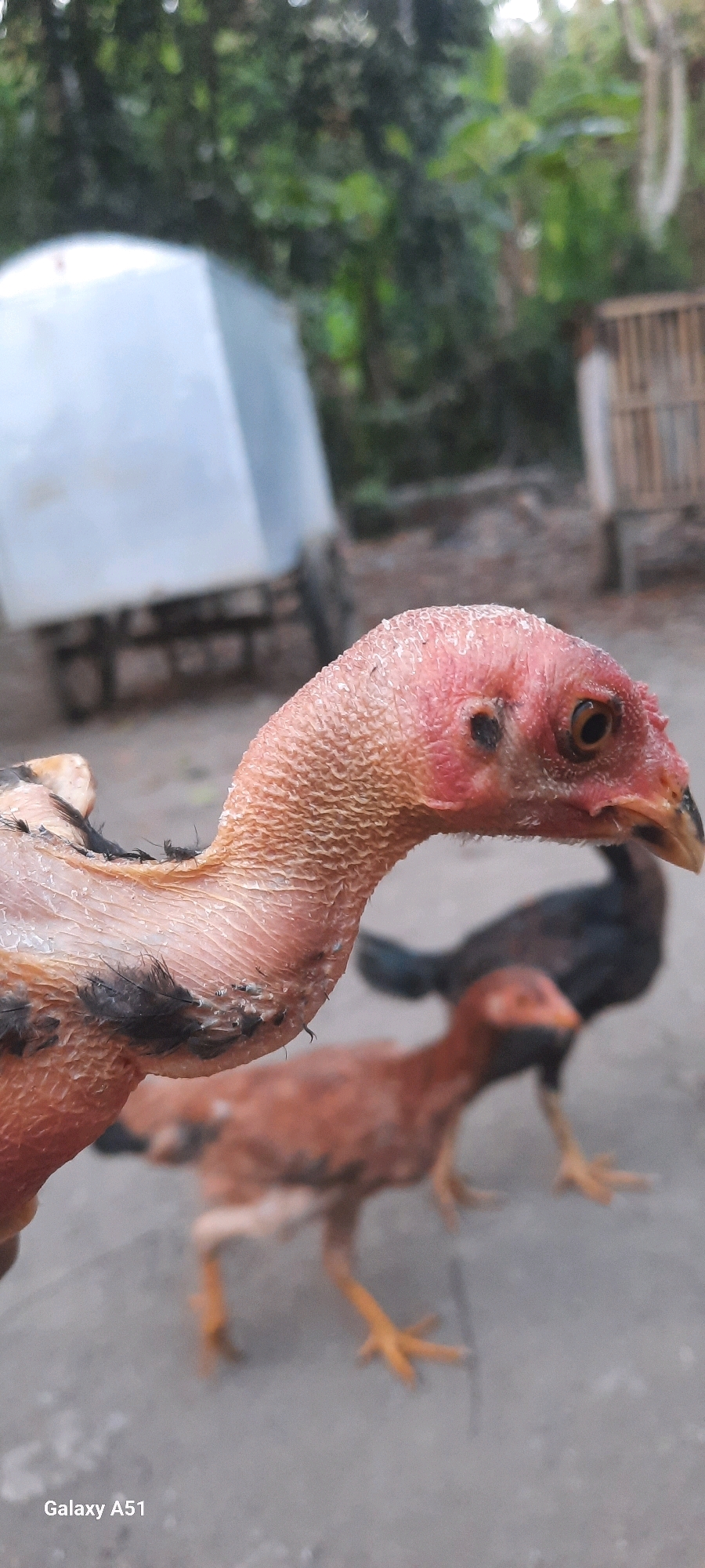 A close-up, shallow-depth-of-field, vertical outdoor, daytime shot features the head and neck of a light-skinned chicken in focus. The chicken has a pinkish-red head with visible scales, a dark eye with a yellow iris, and a small dark patch below its eye. Some sparse, dark feathers are visible on its neck. In the background, out of focus, are two other chickens: one is dark-colored and stands behind the lighter chicken, while another, reddish-brown chicken is partially visible in front and to the right of the main subject. The ground appears to be concrete. Behind the chickens, a light-colored, cube-shaped structure is visible to the left, possibly a water tank or a storage unit, with a portion of a trailer or cart beneath it. To the right, a wooden fence structure can be observed. The overall environment suggests a rural or semi-rural setting, likely in Jatitengah, Indonesia, given the context. The bottom left corner of the image displays the text "Galaxy A51".