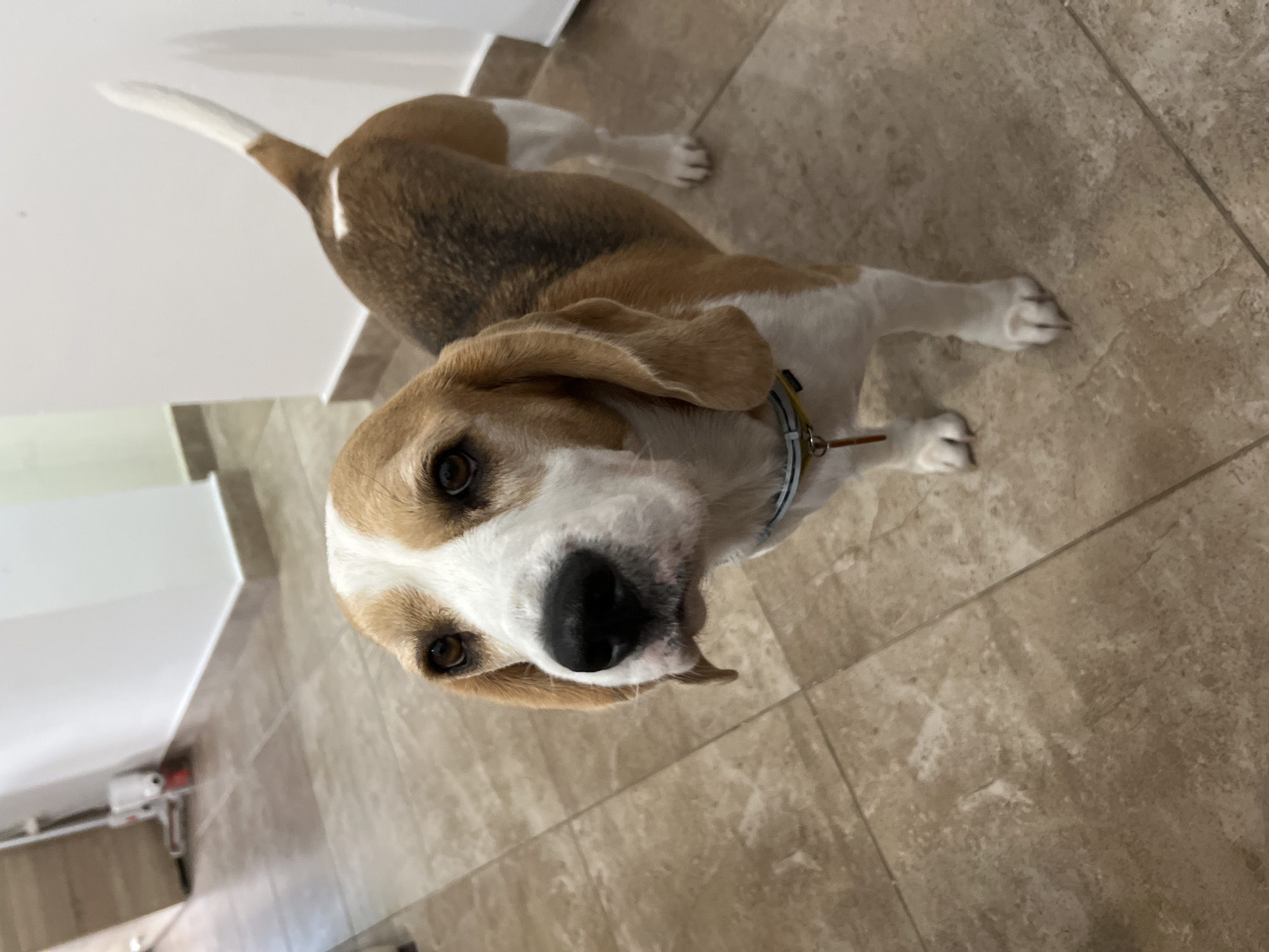 The image shows a beagle dog standing on a tiled floor in an indoor setting. The dog is predominantly brown and white, with classic beagle markings. It is facing the camera with its head tilted slightly. The background includes a white wall and a hallway with beige tiles. There are no people visible in the image. The scene appears to be a domestic interior, possibly a hallway or living area, with no specific landmarks suggesting a particular city or country.