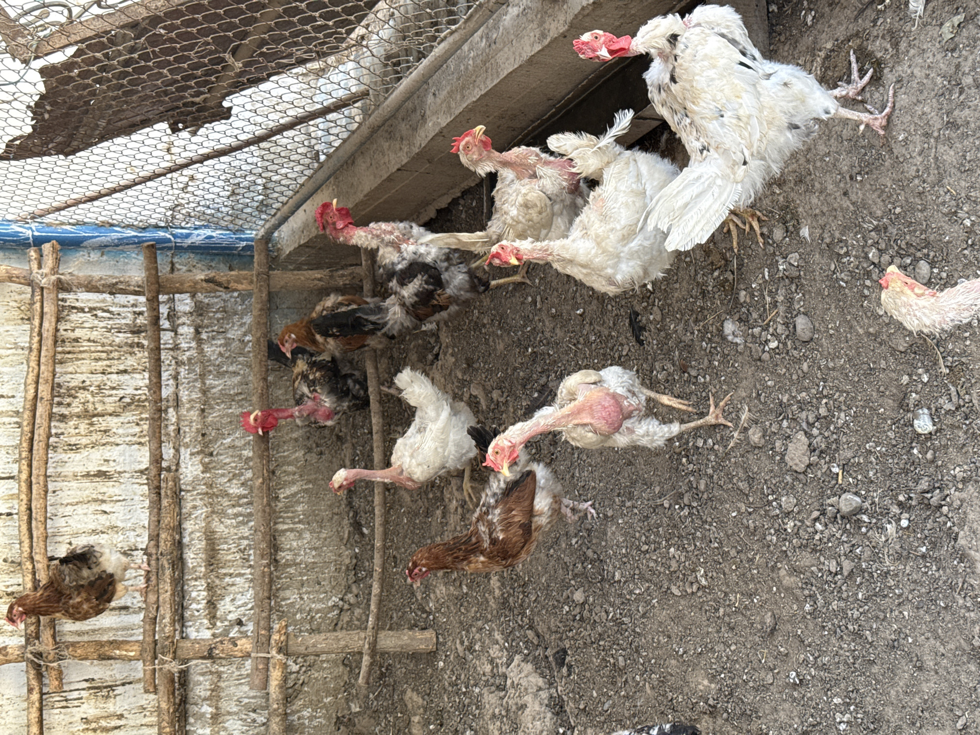 An overhead medium shot captures a group of chickens in a dusty enclosure. A brown and white chicken stands on a wooden beam in the upper left, while another brown and white chicken is to its left. In the lower left, a brown and white chicken walks on the dirt floor. To its right, a white chicken with red wattles stands facing left, and another white chicken with red wattles stands facing right. A white chicken with black speckles stands in the center, facing right, with a black and white chicken behind it. A white chicken with black speckles stands in the lower right, facing left. The enclosure has a concrete floor and wooden beams. A chain-link fence is visible on the right side of the image.