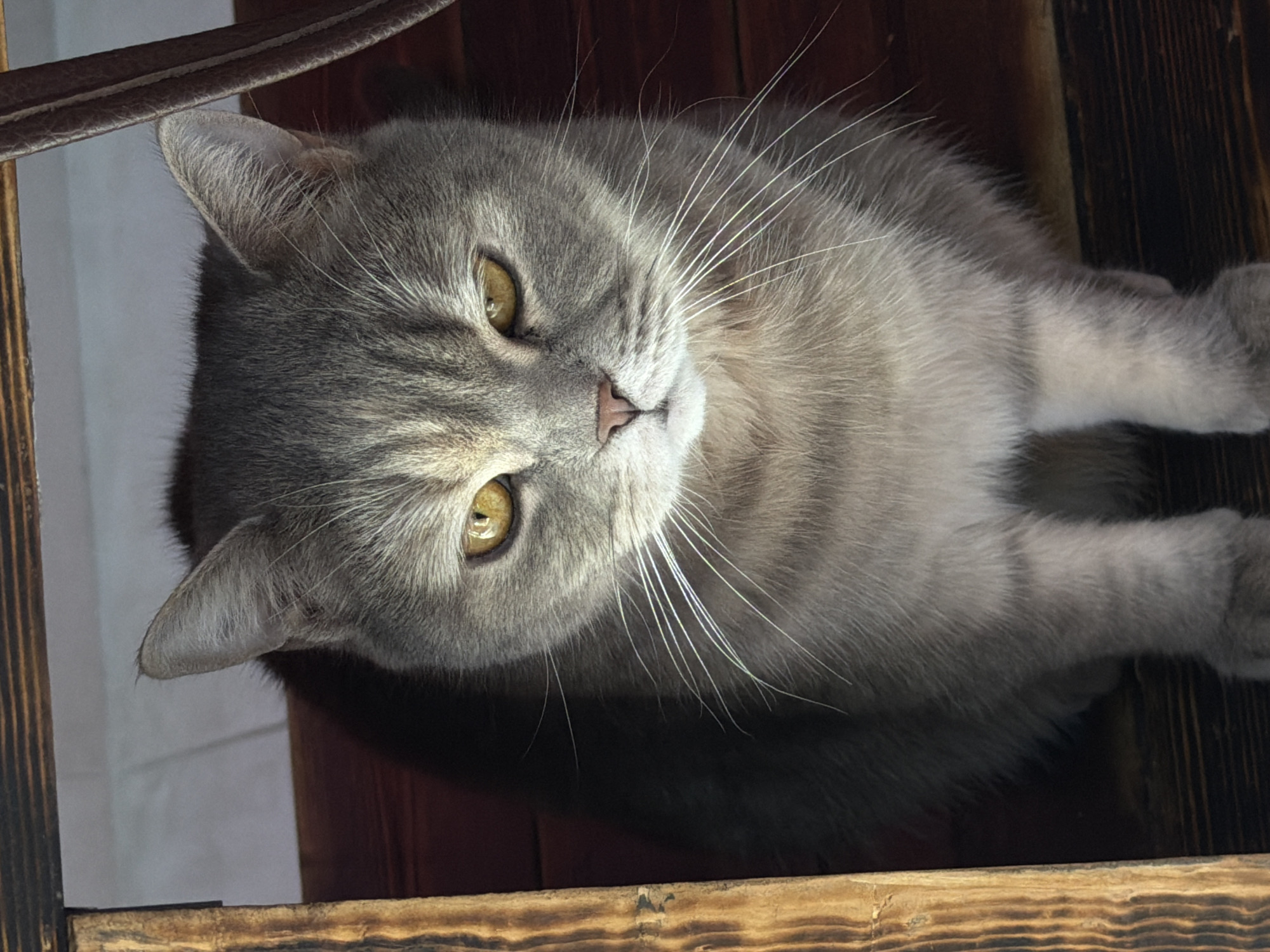 A medium-high angle, full shot depicts a gray tabby cat with yellow eyes looking up towards the camera. The cat's head is tilted slightly to the right. Its body is visible, with two paws extended. The cat appears to be located on a wooden surface, possibly a shelf or ledge, with horizontal wooden slats visible in the lower part of the frame and darker wood in the background. The presence of a wooden ladder suggests an indoor environment. Due to lack of any other evidence, the location in the city of Krasnoyarsk, Russia can't be confirmed.