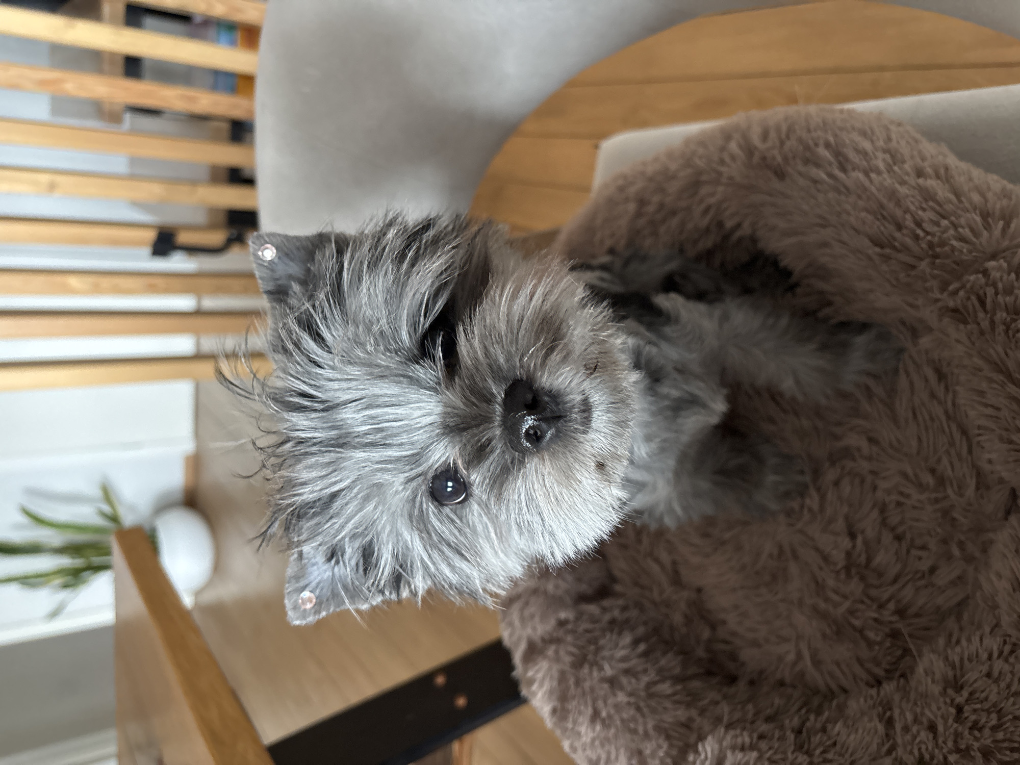 A close-up, high-angle shot reveals a gray, fluffy dog nestled in a brown, faux fur dog bed. The dog's head is tilted upward, with its eyes visible and directed toward the camera. The fur around the dog's face is dense and slightly disheveled. The dog bed appears to be placed on a light wood surface, possibly a table or chair. In the background, out of focus, are wooden slats that might be part of a bed frame. To the left, there is a small white pot with greenery. The image was taken in an unknown location, not necessarily Chaikovsky, Russia.
