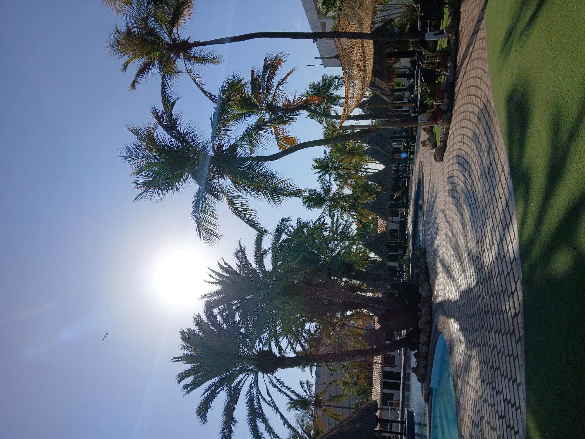 This image captures a vibrant, sun-drenched outdoor scene at a tropical resort, likely located in Porlamar, Venezuela. The bright sun, positioned in the upper right quadrant, casts a strong glare and backlights numerous palm trees whose dark fronds stand out against the clear blue sky. A solitary bird is visible soaring high in the upper left sky.
In the lower portion of the image, a gently curving paved walkway, constructed from light-colored bricks, sweeps from the left to the right. To the right of the walkway is a strip of neatly maintained green turf. To its left, a segment of a light blue swimming pool is visible. The strong midday sun casts distinct, elongated shadows of palm trees and other structures across the walkway and green grass, indicating the time of day.
In the background, behind the line of palm trees and the pool area, are parts of multi-story buildings, characteristic of a resort or hotel, along with several thatched-roof structures, possibly palapas or cabanas, further enhancing the vacation ambiance. No people are present, lending a tranquil and serene atmosphere to the scene. The overall impression is one of a peaceful, warm, and inviting tropical destination on a beautiful clear day.