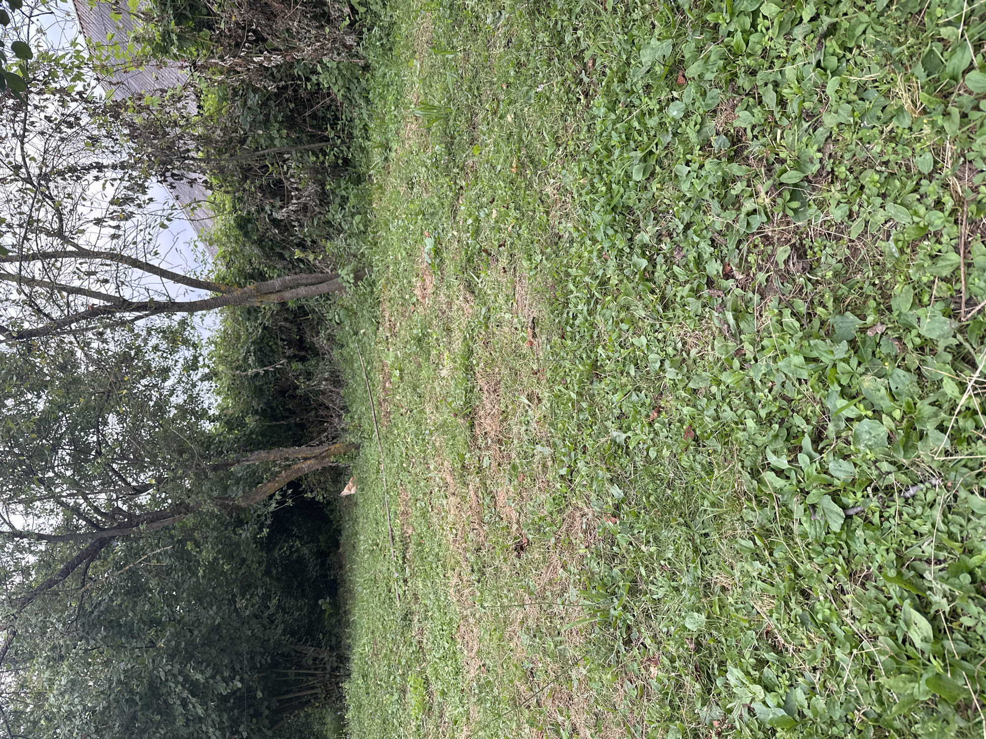 The image shows an outdoor scene in Mıxlıqovaq, Azerbaijan. The foreground is a grassy area with patches of dry grass and some fallen leaves. In the middle ground, there are several trees with sparse foliage and a light-colored chicken standing near the base of one of the trees. In the background, there is dense vegetation and a portion of a building with a gray, sloped roof. The sky is overcast.