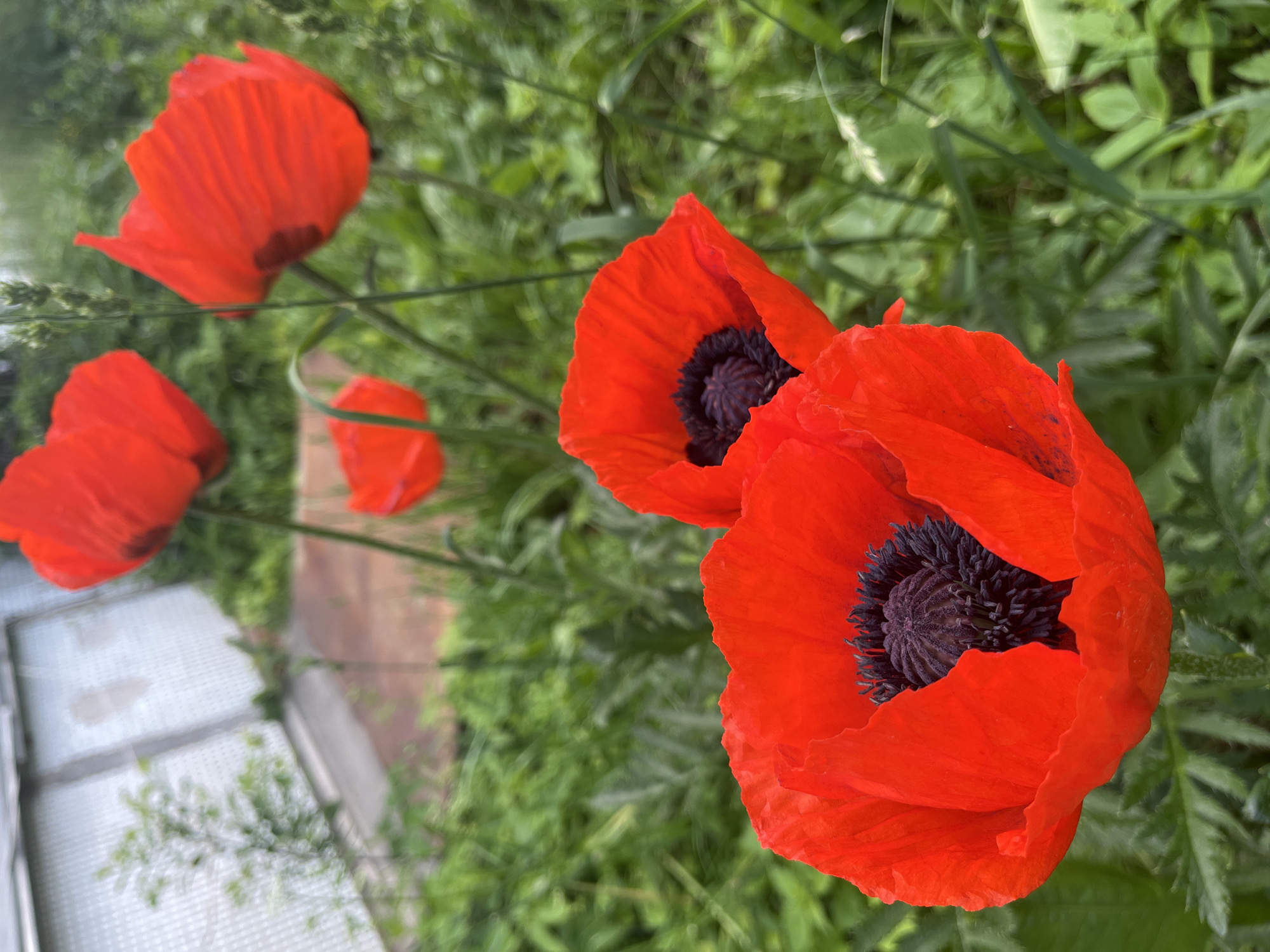 The image displays several red poppies with prominent dark purple-black centers set against a backdrop of dense green foliage. Two poppies in the lower-center are in sharp focus, showcasing their vibrant red petals and intricate central structures. Multiple other red poppies are visible in the blurred mid-ground. The background, largely out of focus, features extensive green vegetation. In the upper-left quadrant, a blurred structure resembling a greenhouse or shed with translucent, possibly corrugated, panels is present. A small, green, out-of-focus plant grows directly in front of this structure, and a patch of bare earth or gravel is discernible beyond it. The scene is illuminated by natural daylight. No people, specific actions, or interactions are observed. This scene is located in Сосново, Russia.