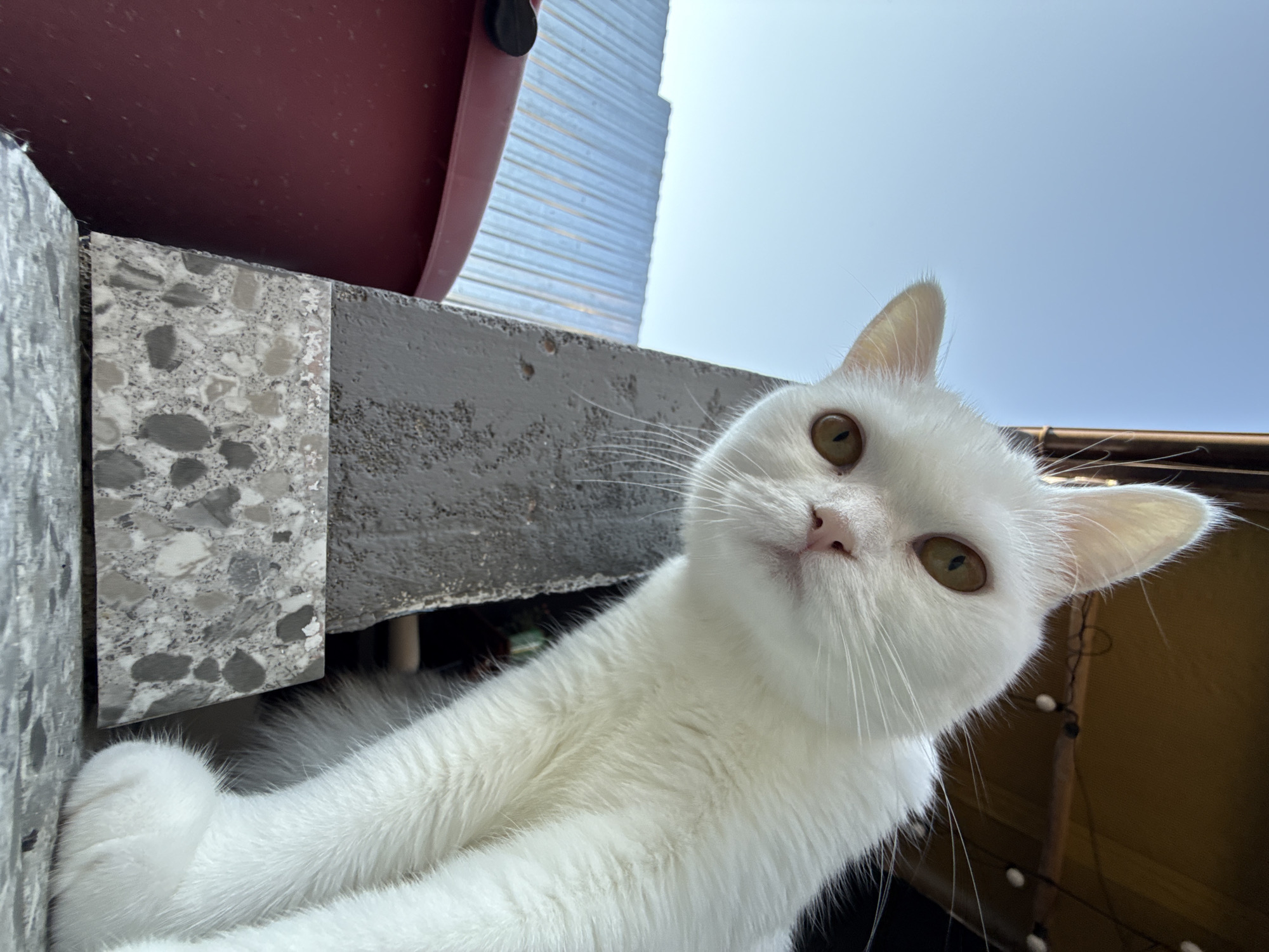 A low-angle, close-up, eye-level shot captures a white cat with amber eyes looking directly at the camera, its head tilted slightly to the left. The cat is positioned in the foreground, with its body extending out of frame. Behind the cat, a gray, rough-textured post is visible, partially obscured by a red bucket. The background shows a clear blue sky and a corrugated metal roof. String lights with white bulbs are strung across the top of the frame, suggesting an outdoor setting. The image appears to be taken outdoors in an urban or suburban environment.