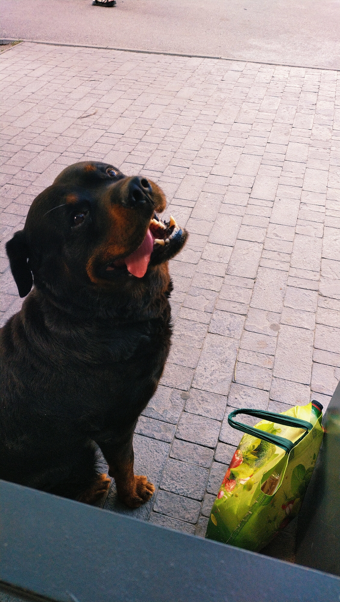 The image shows a Rottweiler dog sitting on a paved surface, possibly a sidewalk or patio, in Horishni Plavni, Ukraine. The dog is looking upwards with its mouth open, appearing to be panting or about to catch something. Its tongue is visible, and its teeth are slightly exposed. A green shopping bag with a fruit pattern is lying on the ground to the right of the dog. The background consists of the paved surface and a blurred view of a road or street. There are no people visible in the immediate vicinity of the dog. The lighting suggests it is daytime.