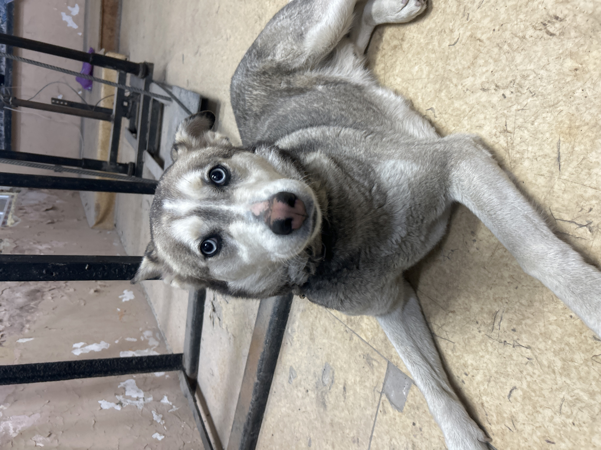 A husky-like dog with striking blue eyes, gray and white fur, and a pink nose is captured in a full-frame, eye-level shot, lying on a light-colored, worn floor. The dog's head is tilted slightly, and it looks directly at the camera with an engaging gaze. A dark collar is visible around its neck.
The setting appears to be indoors, possibly in Kalchevo, Bulgaria. The floor is a pale beige or off-white, showing signs of wear, scratches, and minor discoloration. In the background, to the left and behind the dog, is a dark metal structure resembling a railing, fence, or gate, possibly part of an industrial setting, a shelter, or an older building. Some wires or ropes are loosely wrapped around parts of this structure. Behind the metalwork, a wall of a similar light brown or beige hue is visible, exhibiting patches of peeling paint or plaster, indicating an aged or utilitarian environment. The lighting suggests an indoor setting, and the overall atmosphere is somewhat raw and unadorned. There is no visible text in the image.