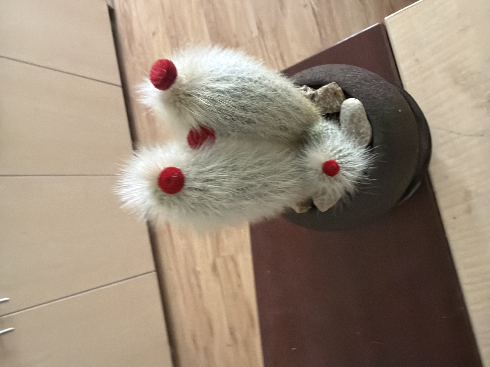 The image shows a potted cactus with fuzzy white spines and three red embellishments. The cactus is in a dark brown pot that rests on a brown surface, which is on top of a light-colored wooden surface. In the background, there is a light-colored cabinet with two doors. The flooring visible is wood. There is no indication of the city of Sofia, Bulgaria, or any specific location information.