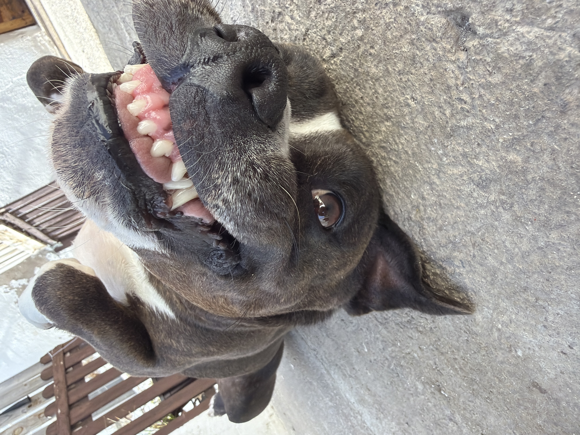 The image shows a close-up of a black and white dog lying on its back. The dog's mouth is open, exposing its teeth and pink gums. The dog's right eye is visible. The dog is on a concrete surface. In the background, a wooden fence or structure is visible, possibly near or in a garden. The image could possibly be from Sant Martí Sarroca, Spain.
