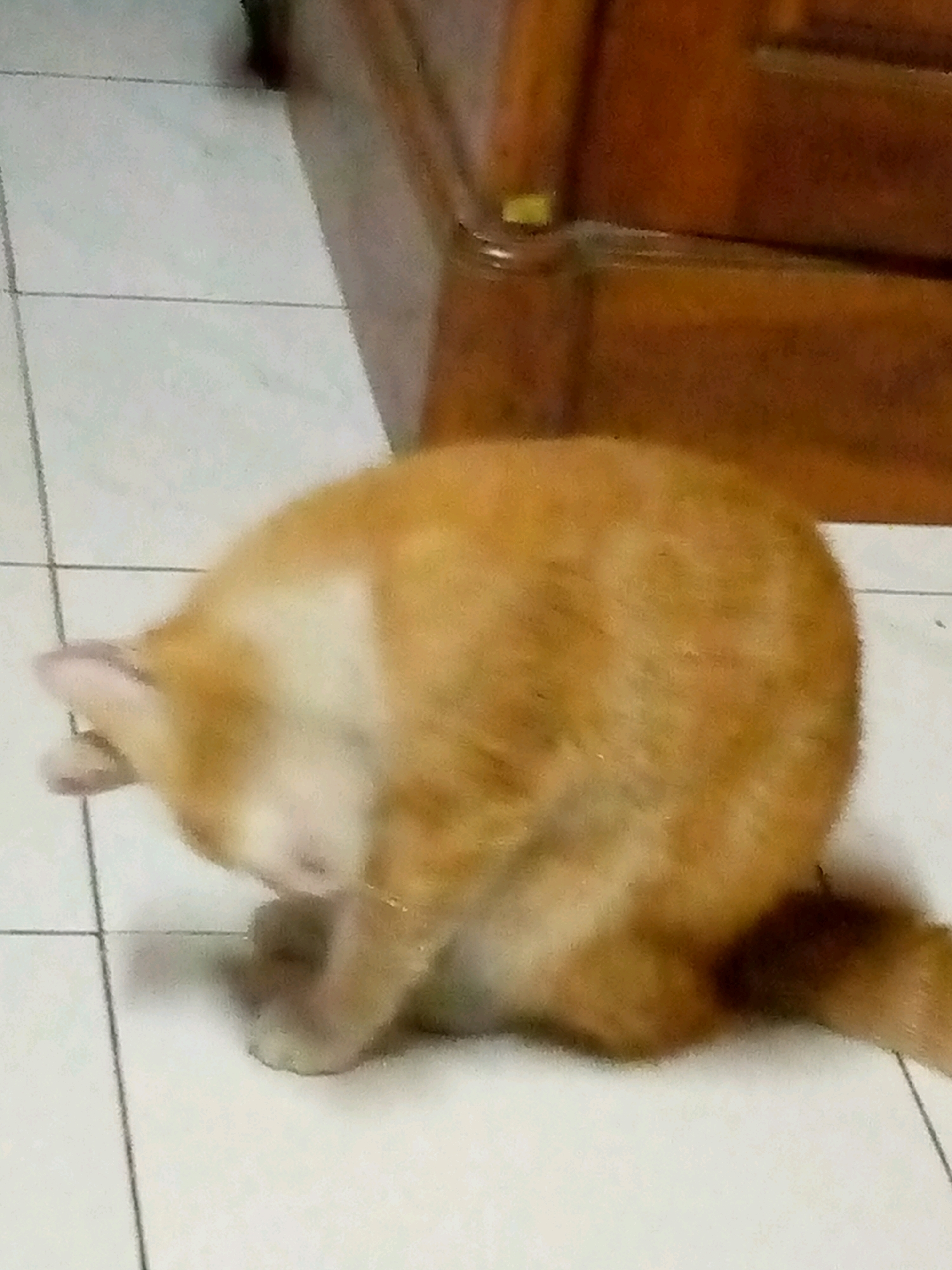 The image shows an orange cat grooming itself on a tiled floor. The cat is in the foreground, and its body is mostly obscured as it bends its head down. Behind the cat, a wooden cabinet or furniture is visible, and the floor appears to be light-colored tiles with dark grout lines. The lighting suggests an indoor environment, possibly a home or a covered area. The image does not provide any specific details that would indicate its location within the city of Sumberwono, Indonesia.