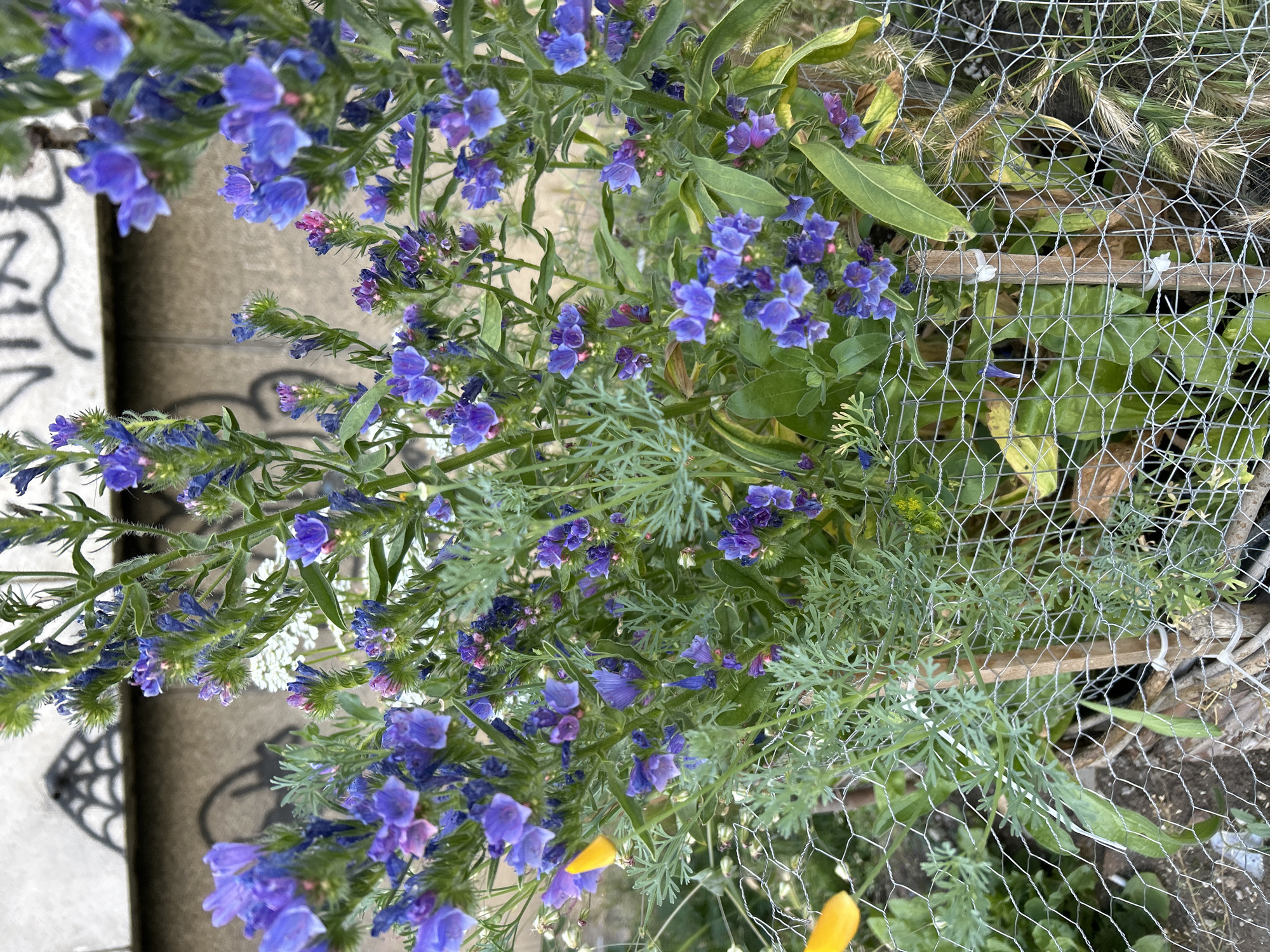 This is a close-up, eye-level, outdoor photograph of a cluster of flowering plants, likely in an urban setting. The dominant colors are shades of blue and green, with some yellow accents. The flowers are small, tubular, and a vibrant blue, with some buds showing pinkish hues. The foliage is green and feathery in some areas, with broader leaves in others. A wire mesh fence is prominent in the foreground, partially obscuring the plants and creating a layered effect. Behind the plants, a concrete wall with graffiti is visible, suggesting an urban environment. The lighting appears to be natural daylight. There are no people or animals present in the image. The scene conveys a sense of natural growth amidst man-made structures.