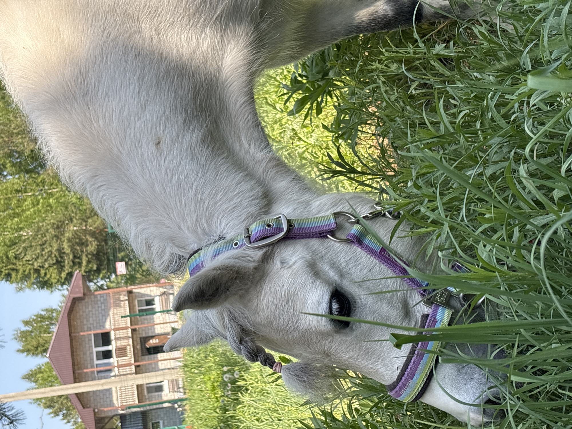A grey horse is grazing in tall grass. The horse is wearing a multicolored halter. In the background, a two-story building is visible, indicating a residential area. The image was taken in Русский Вожой, Russia.