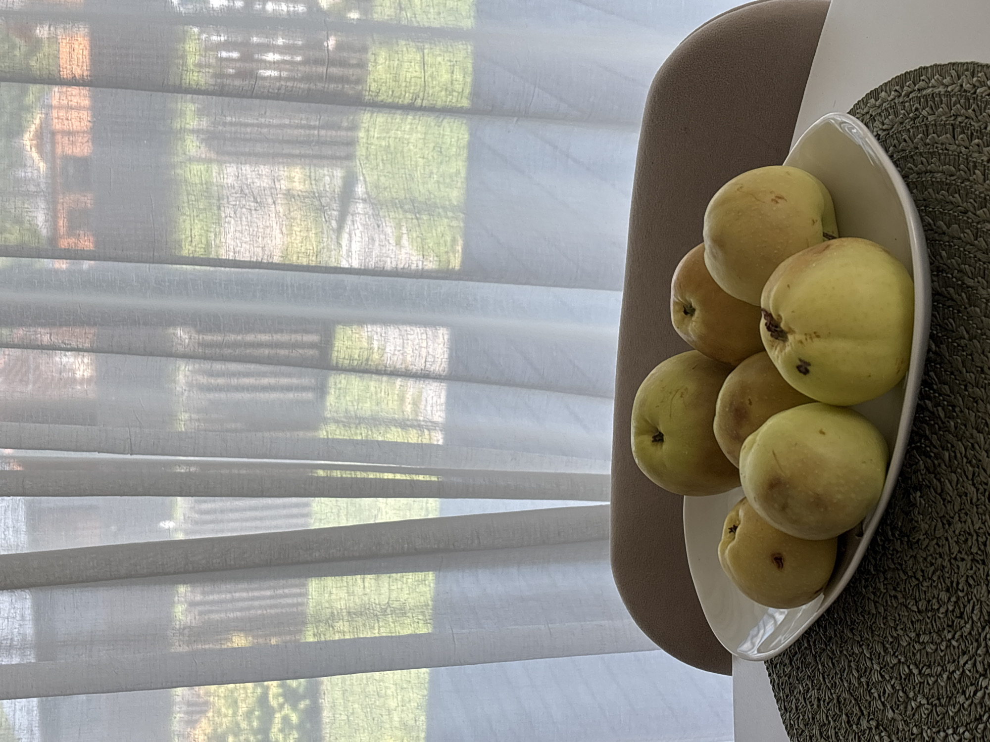 A close-up shot captures a white, oval platter filled with seven light green quinces, arranged on a textured, dark green placemat. The platter is positioned on a white table, with the back of a taupe upholstered chair visible behind it. In the background, sheer white curtains are drawn, revealing a softly blurred view of a wooden fence and green grass outside. The scene appears to be indoors, potentially in a home located in Zvenigorod, Russia, given the context provided. There are no people or animals present in the image.