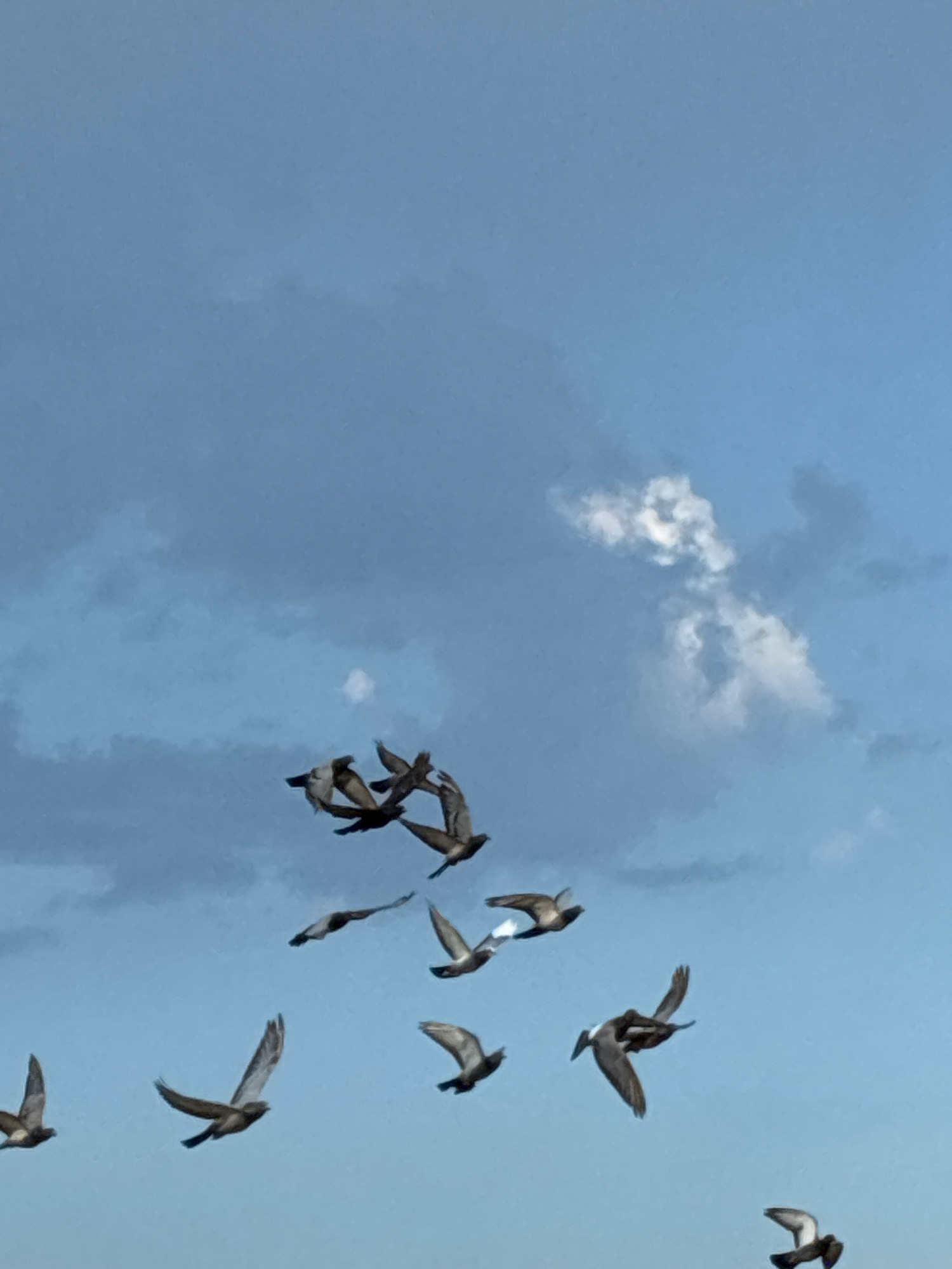 A flock of pigeons is captured mid-flight against a partly cloudy blue sky. The birds are predominantly grey and brown with white markings on their wings. They are scattered across the frame, with some closer to the camera and others further away. The overall lighting suggests it is daytime, with sunlight illuminating the clouds. The scene is a general sky view, with no discernible landmarks or structures from Alanya, Turkey, visible.