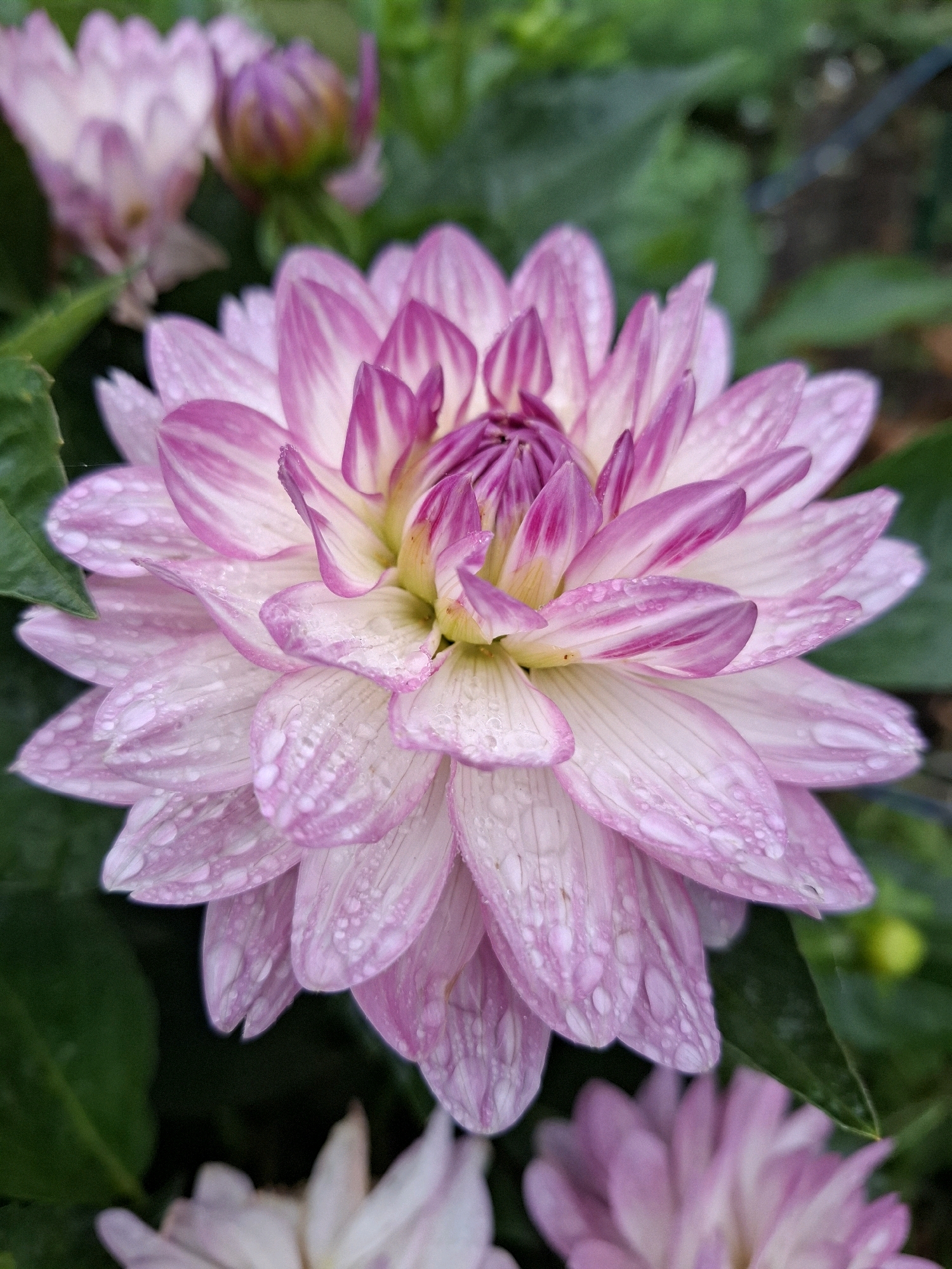 A close-up, eye-level shot captures a vibrant pink and white dahlia flower, its petals glistening with numerous water droplets. The flower's center displays a gradient of yellow and deep pink, with layers of delicate petals extending outwards. The background is a soft blur of green foliage and hints of other out-of-focus pink flowers and buds, creating a shallow depth of field. There are no people or any other identifiable objects present in the scene. The image's composition focuses entirely on the natural beauty of the dahlia. This image was taken in the city of Romantik, Russia.