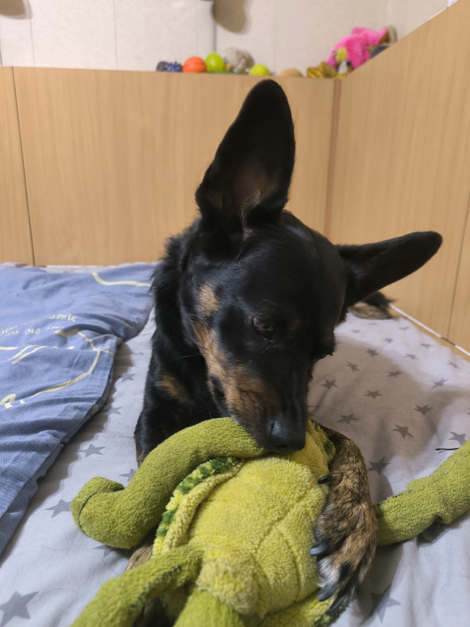 A black and tan dog lies on a bed with a light blue patterned duvet. The dog is holding a green stuffed toy in its mouth and paws. The bed is in a room with wooden furniture in the background. There are no people visible in the image. The location is not specified in the image, and therefore cannot be determined to be in Mykolaiv, Ukraine.