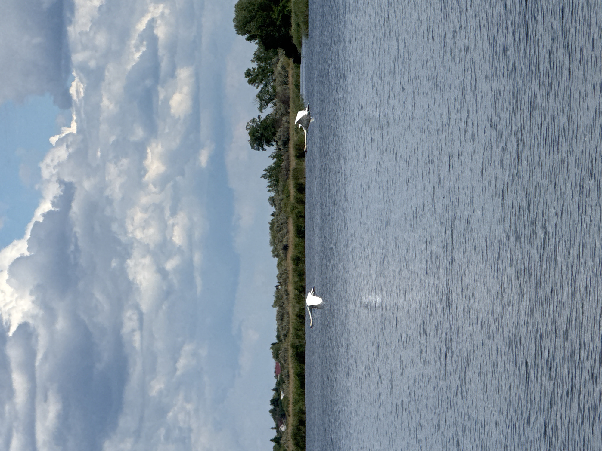 The image depicts a body of water, possibly a lake or wide river, with a sky filled with clouds to the left. A narrow strip of land with trees and possibly houses runs along the edge of the water. Two white birds are visible, one in the foreground and one in the background, possibly landing or taking off from the water. The water's surface appears textured by wind or current.