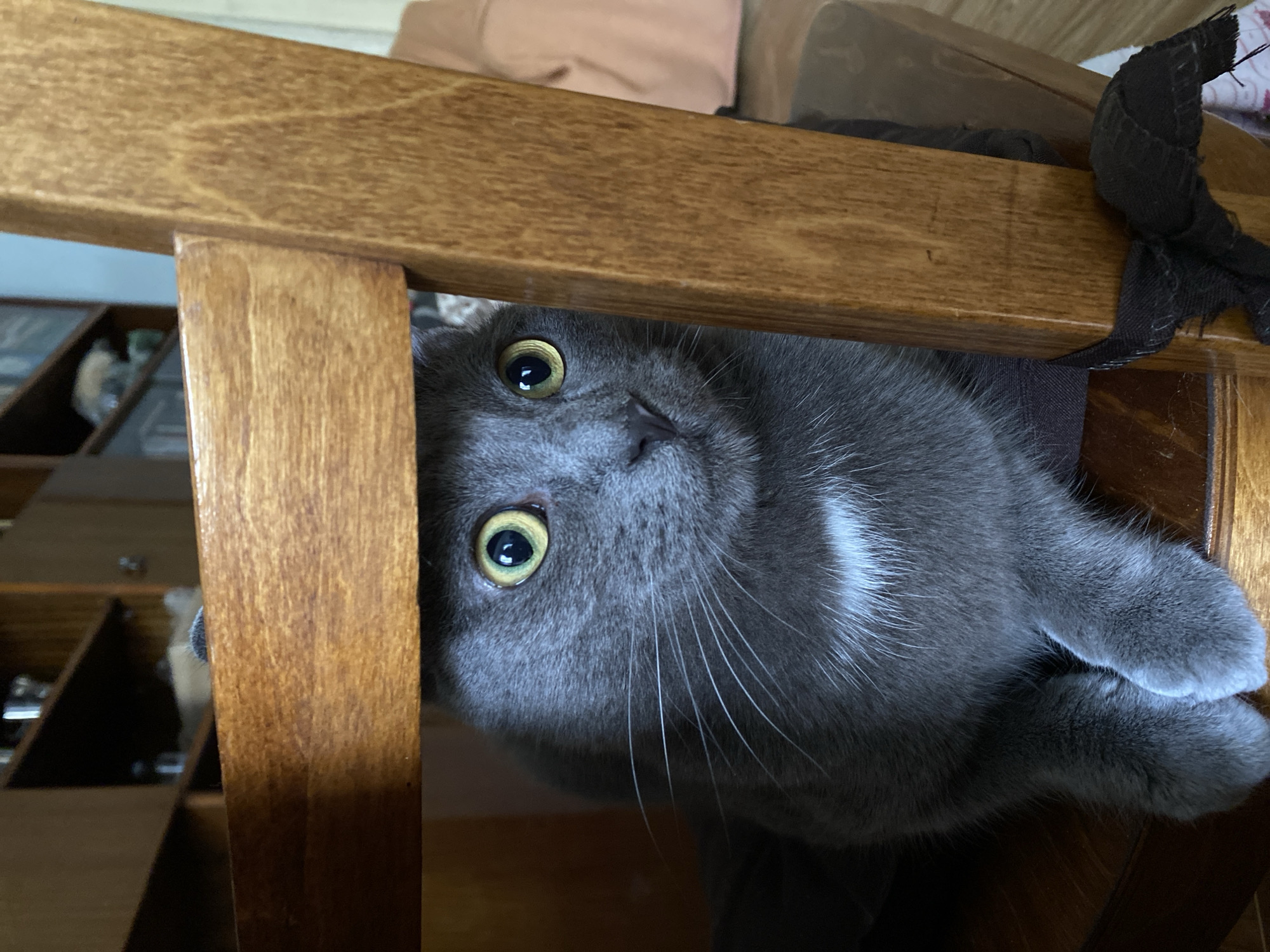 A close-up shot focuses on a gray cat peeking out from beneath a wooden chair. The cat's large, yellow-green eyes are wide open, and its whiskers are splayed. The cat is positioned on a dark surface, likely a cushion or chair seat. Behind the cat, a wooden chair leg is visible on the right side of the frame, and the wooden underside of the chair creates a horizontal line across the top of the image. The background shows a blurred view of a wooden shelf unit with various items on it, suggesting an indoor domestic environment. There are no people visible in the image.