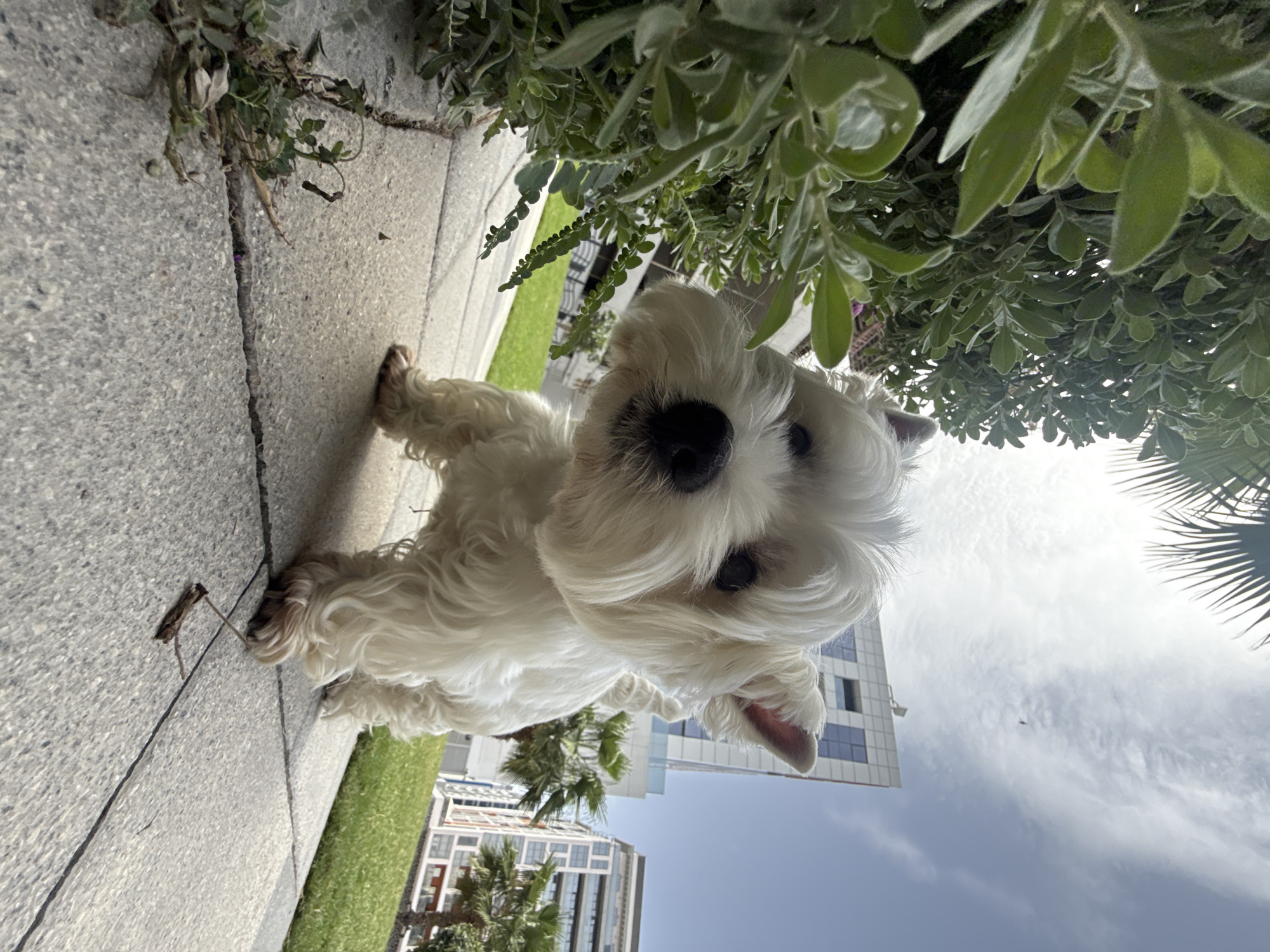 A white West Highland White Terrier dog is on a sidewalk next to greenery. In the background are modern buildings and palm trees, suggesting the location is Dubai, United Arab Emirates. The sky is visible above the buildings.