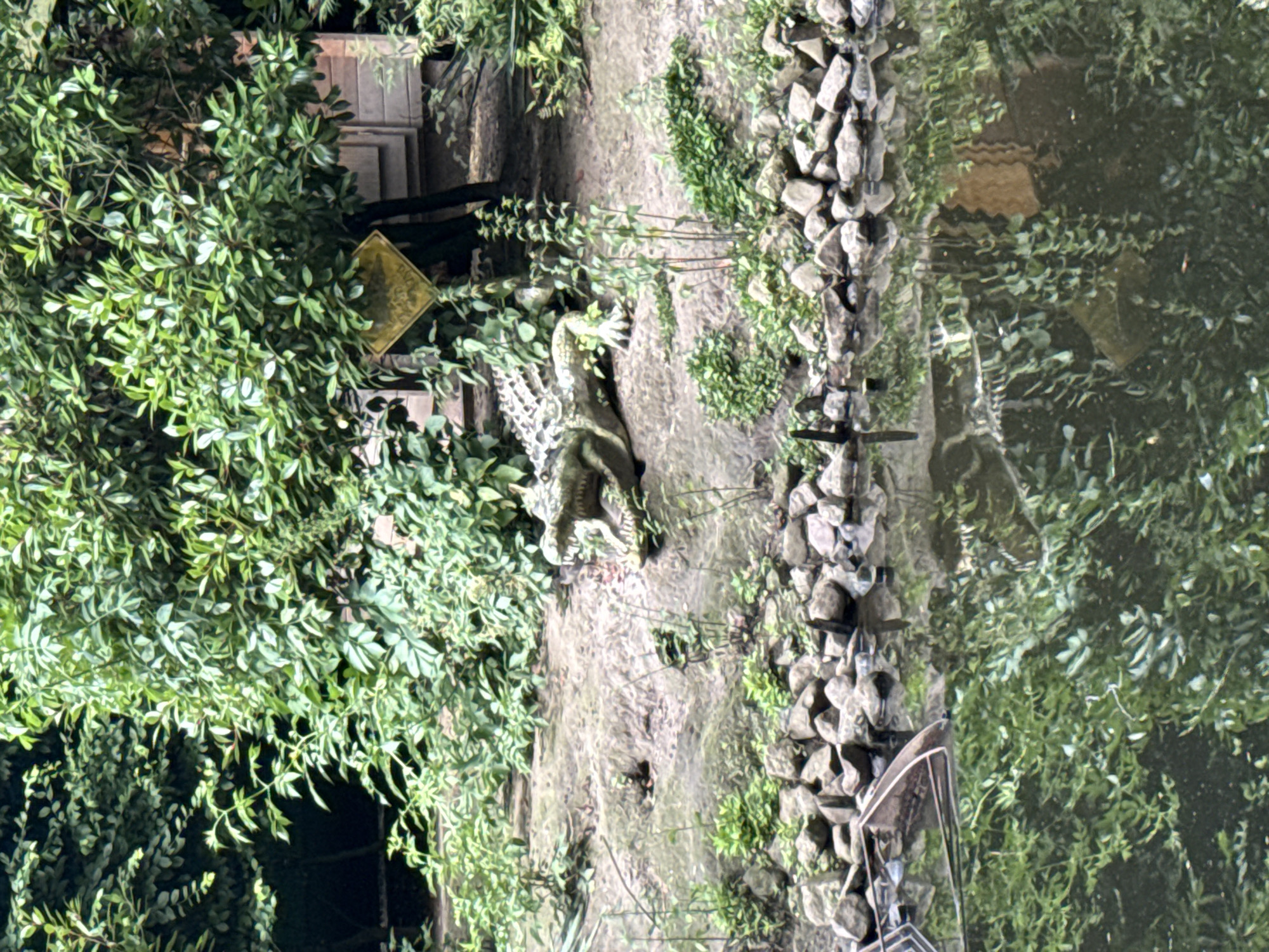 The image shows a statue of a crocodile with its mouth open, lying on a rocky bank next to a body of water. Lush green foliage surrounds the statue. The statue is positioned to the right of the frame, while the water occupies the lower portion of the image. The environment appears to be an outdoor setting, possibly a park or zoo exhibit. There are no people visible in the image. The location in the city of Bassum, Germany, is not discernible from the provided image alone.