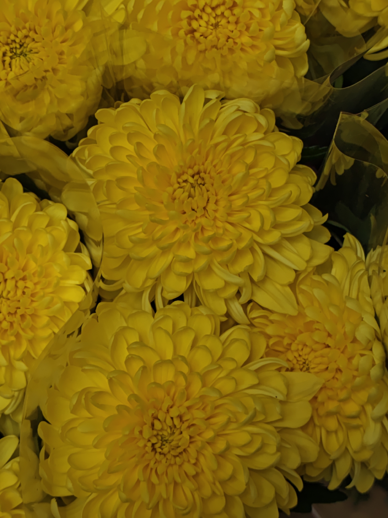 The image shows a close-up of several yellow chrysanthemum flowers. The petals are densely packed, creating a rounded, textured appearance. Some flowers are in full bloom, while others are partially obscured or behind others. The background is dark and blurry, providing contrast to the bright yellow blooms. There is no indication of the location in Vinnytsia, Ukraine, nor are there people present in the image. The scene is focused solely on the floral arrangement.