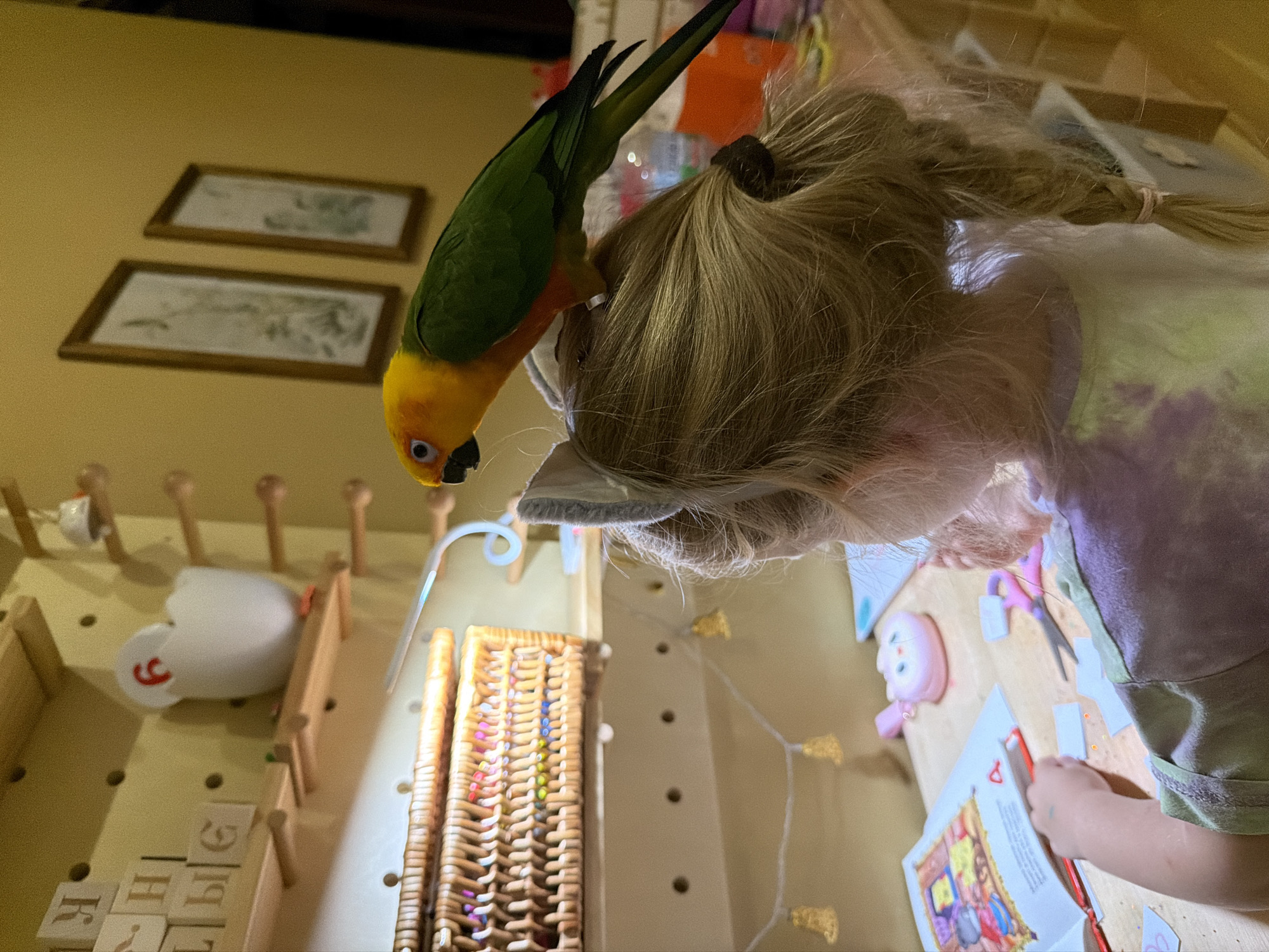 In this close-up, high-angle shot, a young child with blonde hair in a braid is engaged in an activity on a pegboard surface. The child is wearing a light green t-shirt and is focused on a book open in front of them. Next to the book, a small pink doll with exaggerated features is visible, along with a pair of pink scissors and scattered pieces of paper. A string of small, golden decorative lights hangs across the scene.
Perched on the child's head, a vibrant Sun Conure parrot with green, yellow, and orange plumage is curiously looking down. The parrot's presence suggests a home environment where pets are integrated into family life.
The pegboard is adorned with various items: wooden letter blocks with Cyrillic letters such as "К", "Н", "Ы", and "Г" are arranged in a row. A white heart-shaped object with red accents, possibly a night light or decoration, is also mounted on the board. To the right of the letter blocks, a woven basket filled with colorful beads or craft supplies is placed.
In the background, two framed pictures with a light-colored matting hang on a yellow wall. The lighting in the scene is warm and appears to be indoor artificial light. The overall impression is one of a playful, creative moment shared between a child and their pet in a home setting, likely during the day given the bright lighting. The presence of Cyrillic letters on the blocks might suggest the location is in a region where this alphabet is used, consistent with the provided location context of Khimki, Russia.