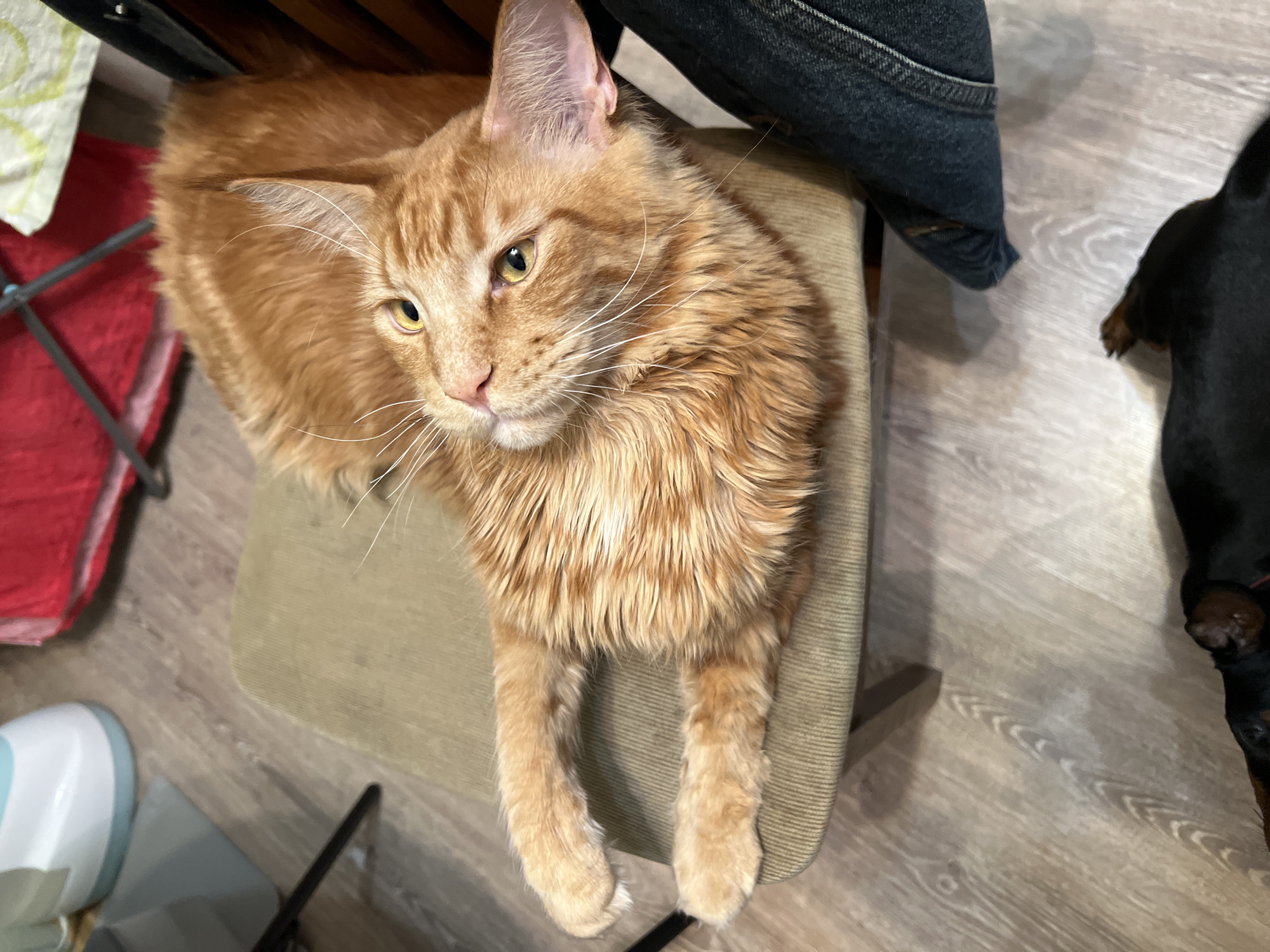 An overhead shot reveals an orange, long-haired cat, likely a Maine Coon, resting comfortably on a light brown upholstered chair in an indoor setting in Saint Petersburg, Russia. The cat is the central subject, lying with its body across the chair seat and its front paws casually dangling over the edge. It possesses striking yellow-amber eyes, a small pink nose, and long, prominent white whiskers. Its coat is a vibrant ginger color, appearing somewhat shaggy and thick, especially around its neck and chest, with visible ear tufts. The cat's gaze is directed off-camera to the left, conveying a calm and attentive expression.
The surroundings suggest a domestic environment. A dark blue denim garment, possibly jeans, is draped over an adjacent object or the back of the chair to the right. On the floor below, partially visible to the right, is a black animal, likely a dog, with only a portion of its body and a brown paw being seen. To the left, a red fabric item rests on the floor beneath a metallic structure. Further to the lower left, a white appliance with light blue accents, possibly an air purifier or humidifier, is visible. The floor is covered with a light-colored laminate or wood-look material. The lighting indicates an interior scene, with no specific time of day discernible. There is no visible text within the image.