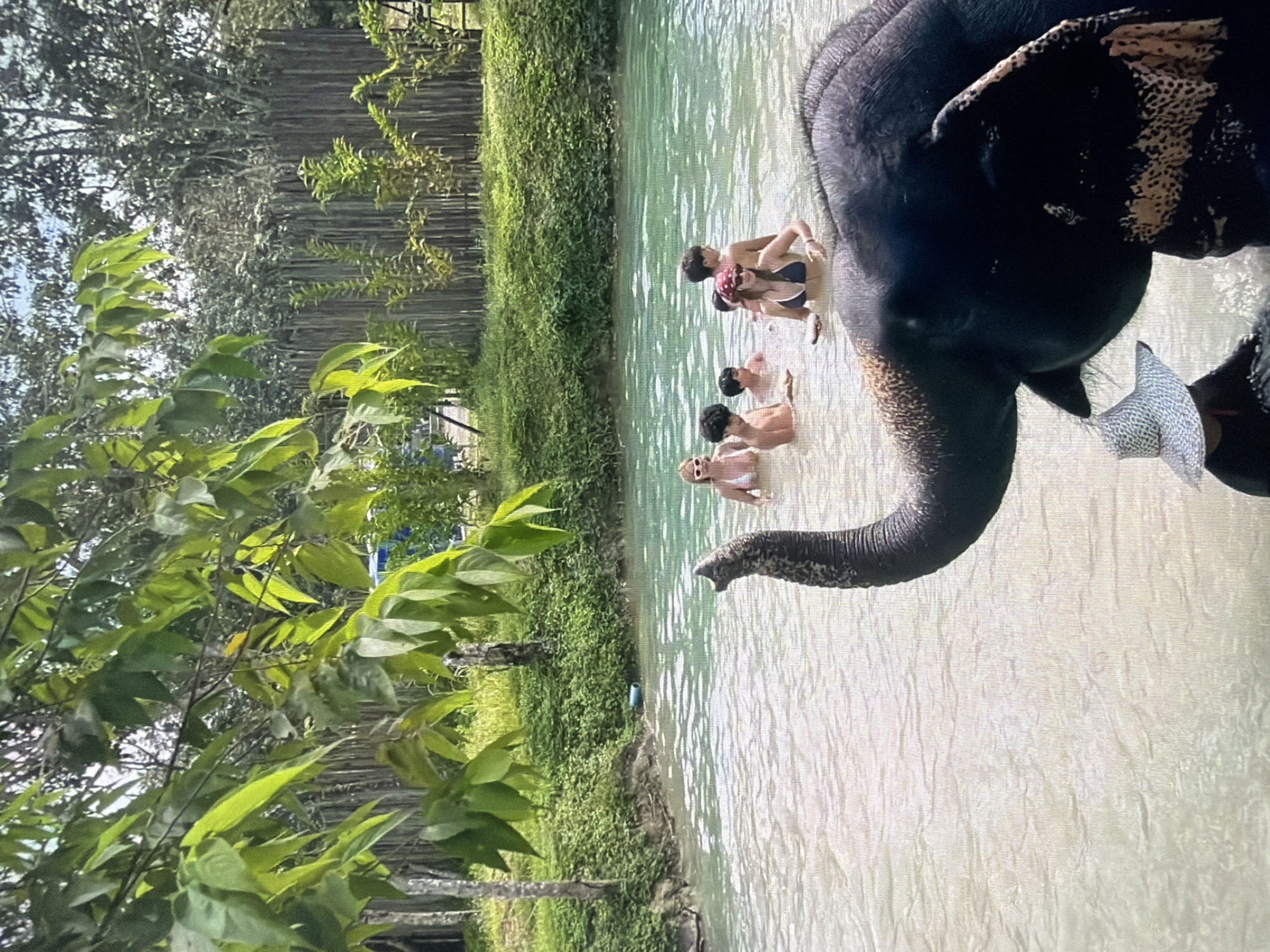 An outdoor scene depicts several people interacting with an elephant in a shallow body of water, likely a river or large pond, under bright daylight. The image is oriented vertically but should be viewed horizontally.
In the foreground, the large, dark-skinned elephant dominates the right side of the frame. Its head, trunk, and part of its back are visible. The elephant has lighter, pinkish-beige patches on its skin, particularly around its ears and face. Its long, curved trunk extends into the water, and it appears to be holding a patterned, light-colored fabric or mesh object near its mouth.
Several individuals are partially submerged in the water, scattered across the midground. They are wearing swimsuits and appear to be young adults or teenagers. One person is close to the elephant's head, while others are further back. One person in the immediate foreground to the left is wearing sunglasses. The water itself is light-colored and somewhat murky, with ripples indicating movement.
The left side of the image features lush green foliage, with large leaves prominent in the immediate foreground, suggesting dense plant life. Beyond the water, the bank is covered in thick green vegetation, which forms a natural boundary. In the background, a dense stand of tall, slender trees, possibly bamboo, creates a natural backdrop to the scene. The overall setting suggests a tropical or subtropical environment.
No text is visible in the image. The activity seems to be a recreational interaction, possibly a bathing or feeding session with the elephant, at an unknown location.
