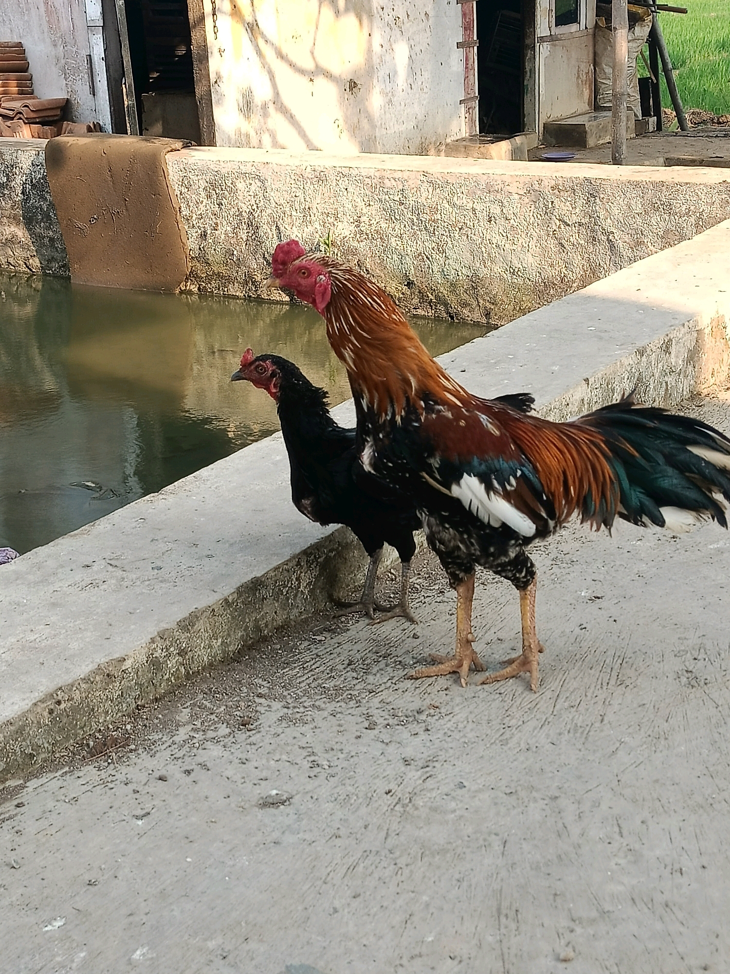 Two roosters are standing on a concrete surface near a body of water. The rooster in the foreground on the right is larger and has a reddish-brown and black plumage with a prominent red comb and wattles. The rooster on the left is smaller and predominantly black. The water appears to be a calm canal or pond. In the background, there is a rough concrete wall, a building with a doorway, and some greenery beyond. The scene is outdoors and appears to be in a semi-rural or urban area. The image is taken from a slightly elevated perspective.