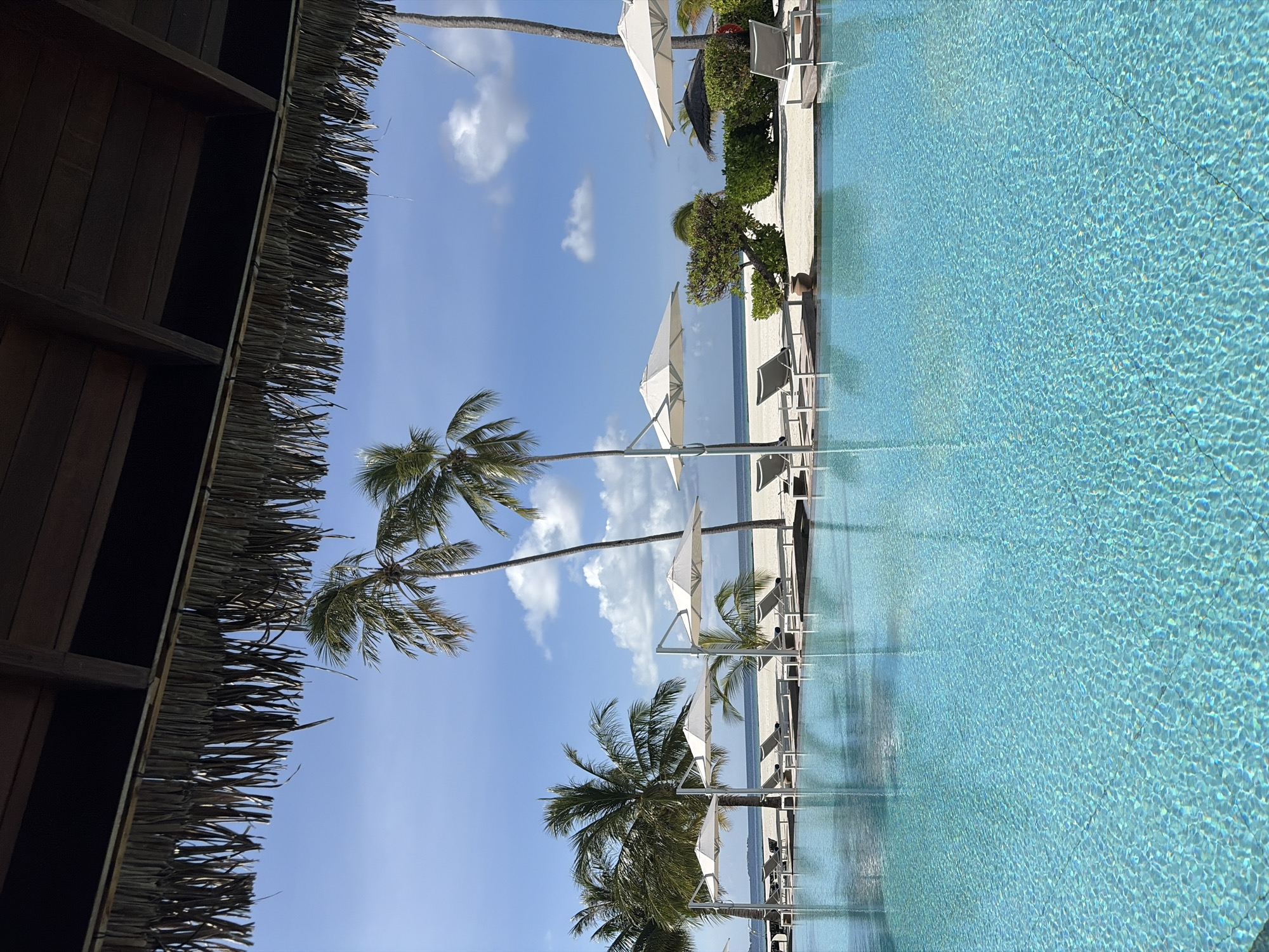 The image depicts a serene tropical resort scene at the beach in Halaveli, Maldives. In the foreground, a large, bright turquoise swimming pool fills the bottom half of the frame, with sunlight creating a shimmering, textured surface. Beyond the pool, a white sandy beach stretches towards the ocean, dotted with several white lounge chairs and matching umbrellas, some of which are open, providing shade. Several tall, slender palm trees with green fronds are scattered along the beach, some leaning towards the water. In the background, the calm, blue ocean meets a clear sky with a few scattered white clouds. The upper portion of the image is framed by a thatched roof overhang with dangling palm fronds, suggesting a covered seating area or pavilion. The scene is peaceful and suggests a vacation destination. There are no people visible in the image.