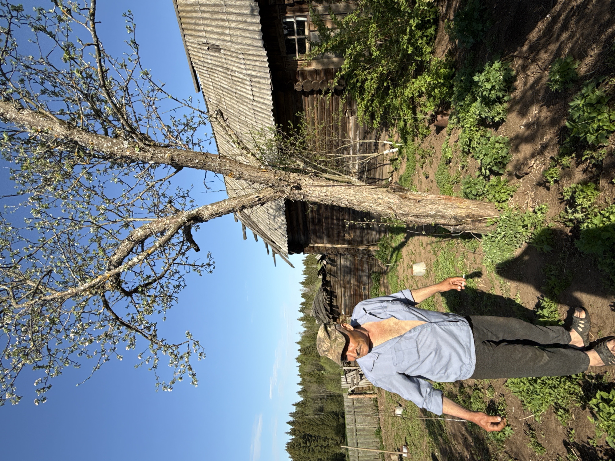 The image shows an outdoor scene in a rural area, potentially near the city of Rysai, Russia, judging by the architecture and vegetation. A middle-aged man wearing a light blue shirt, dark pants, a camouflage baseball cap, and sandals is lying on the ground. He appears to be holding a cigarette or small object in his right hand. A mature tree with emerging blossoms stands near him, partially obscuring a weathered wooden house with a gray, tiled roof. The surrounding ground is covered with green vegetation, indicating spring or summer. A wooden fence and a line of trees are visible in the background. The sky is clear and blue.