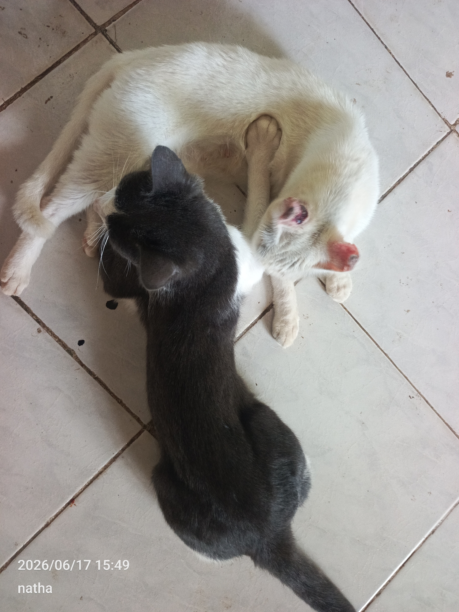 Two domestic cats are lying on a tiled floor. One cat is white and the other is dark gray. The dark gray cat is positioned on top of the white cat, with its head near the white cat's neck. The white cat appears to be curled up and its face is partially obscured. The environment appears to be indoors, possibly a home, with a tiled floor that shows some signs of wear and dirt. The lighting suggests an ambient indoor light source. No people are visible in the image. The image is dated 2026/06/17 15:49 and the name "natha" is present. The location of El Chaparral, Venezuela is not depicted in this image.