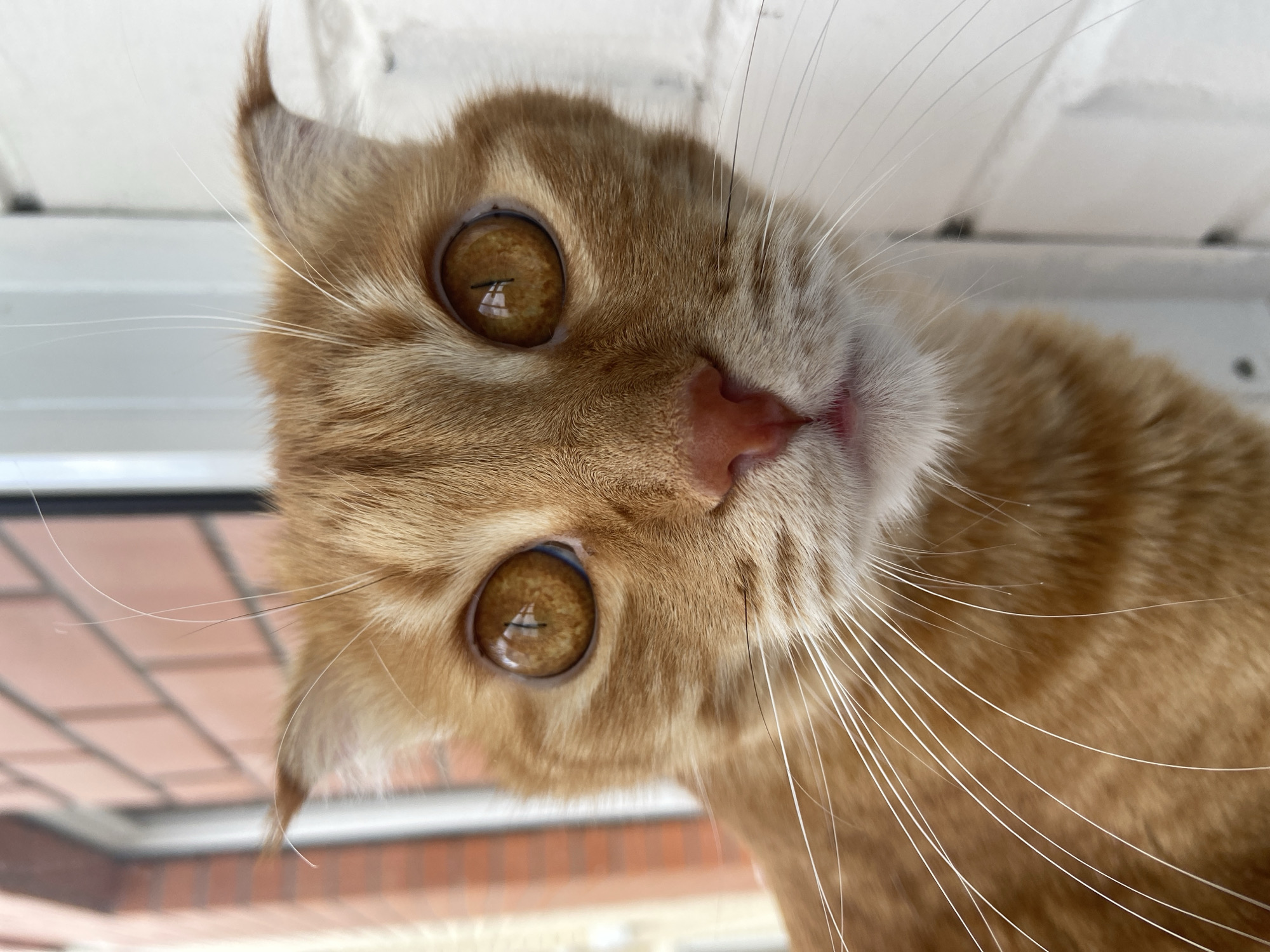 A close-up, eye-level, outdoor shot focuses on the face of an orange tabby cat. The cat's large, amber eyes are wide open, reflecting light and detail. Its ears are slightly flattened against its head. The cat's nose is pink, and its mouth is slightly open. Long, white whiskers fan out from its muzzle. The background is blurred, with hints of a brick wall on the left and a white, possibly painted, surface on the right. No specific location within Balashikha, Russia, can be identified from the image.