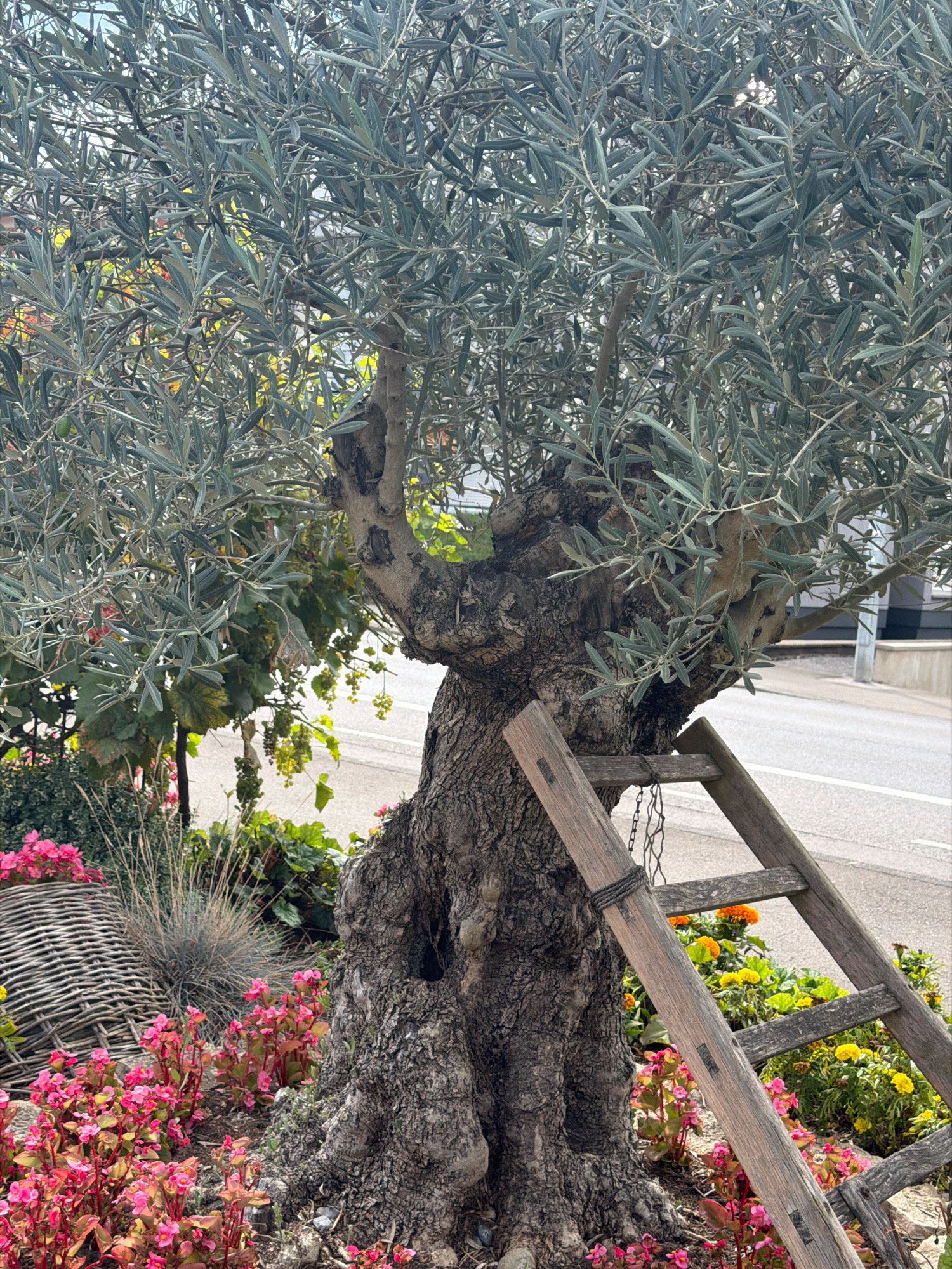 The image depicts an ancient olive tree with a thick, gnarled trunk in Esch-sur-Alzette, Luxembourg. A weathered wooden ladder leans against the trunk, secured with rope and a chain. The tree's branches are laden with silvery-green leaves, and a few small green olives are visible. The base of the tree is surrounded by a vibrant bed of pink and red begonia flowers, alongside some dried grass and a woven basket. In the background, a paved road and a building can be seen. There are no people present in the scene.