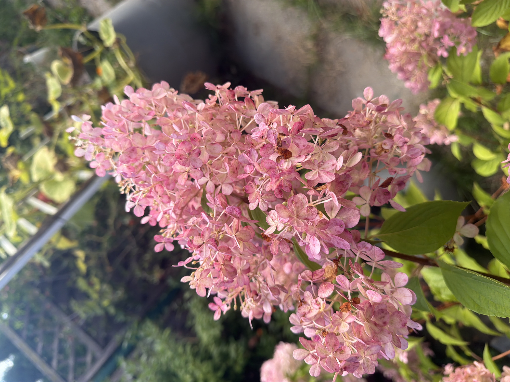 A close-up, vertical, outdoor, eye-level shot shows a cluster of light pink hydrangea flowers in bloom. The flowers are dense and cone-shaped, with small, delicate petals. Some of the flowers show hints of browning, indicating they are past their peak bloom. A few green leaves are visible beneath the flowers. The background is blurred, showing a dark gray pot on the right and a wooden trellis structure on the left. The overall impression is of a garden setting. There is no information in the image to suggest a specific location within Szczecin, Poland.