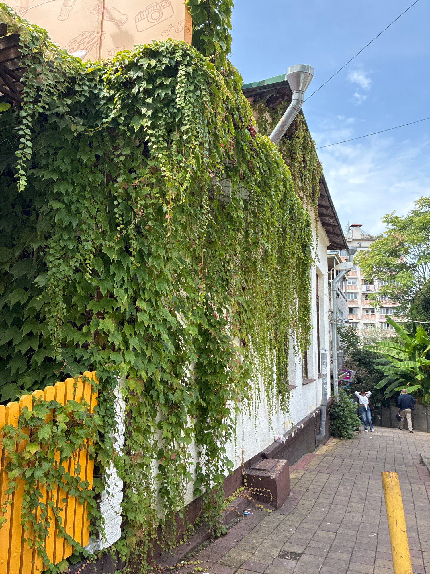 In Sochi, Russia, a weathered white building is partially obscured by dense green ivy cascading down its facade. A vibrant yellow fence stands to the left, also covered in trailing ivy. A metal downspout extends from the roof, pointing towards a paved walkway. Further down the walkway, two individuals are present: one person in a white shirt and jeans stands with their hands behind their head, and another person in a dark jacket and light pants walks away from the camera. In the background, a multi-story building with numerous windows is visible, surrounded by lush green trees. The sky above is blue with scattered clouds.