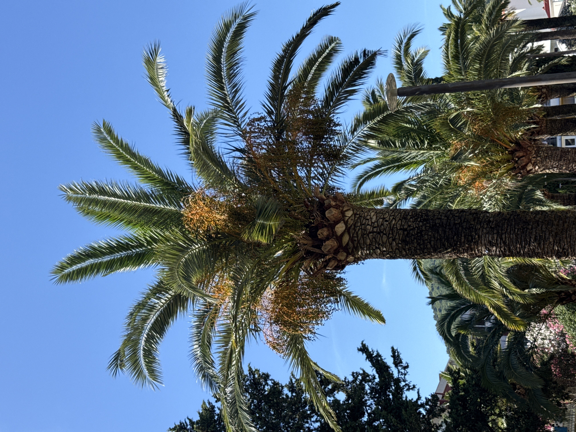 A vertical, low-angle, full shot captures a prominent palm tree in the foreground, its fronds reaching towards a clear blue sky. The tree's trunk is thick and textured with a rough, brown bark. Clusters of small, yellowish-brown fruits hang from the tree's upper branches. To the left of the main palm, a darker green coniferous tree is partially visible. In the background, a row of other palm trees stretches into the distance, some with similar fruit clusters, and a street lamp with a modern, glass-like fixture stands among them. Beyond the palm trees, buildings with visible windows and a lush green, tree-covered hillside under the bright sky suggest an urban setting in a warm climate. The presence of palm trees and the hillside architecture are consistent with the scenery found in Budva, Montenegro. No people are visible in the image.