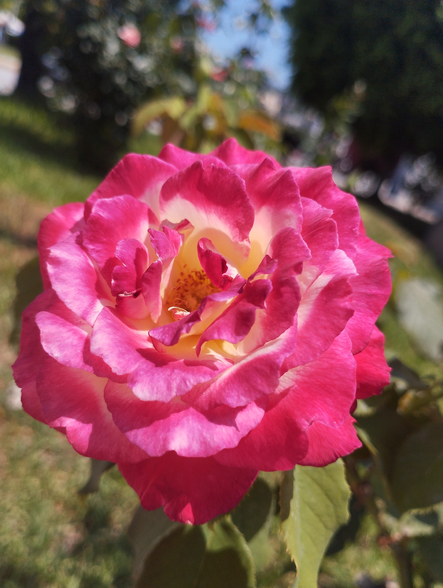 This is a close-up photograph of a bi-colored rose in bloom. The rose petals are a vibrant fuchsia pink with white edges, and the center of the flower is a soft yellow. The rose is in focus, with the background blurred into soft shapes of green foliage, grass, and a hint of blue sky, suggesting it is outdoors. Sunlight is illuminating the flower, creating bright highlights and soft shadows on the petals. The depth of field is shallow, drawing the viewer's attention directly to the intricate details of the rose bloom, such as the ruffled edges of the petals and the yellow stamen in the center. The overall impression is one of natural beauty and the delicate artistry of the flower. The setting appears to be a garden or park on a bright, sunny day.