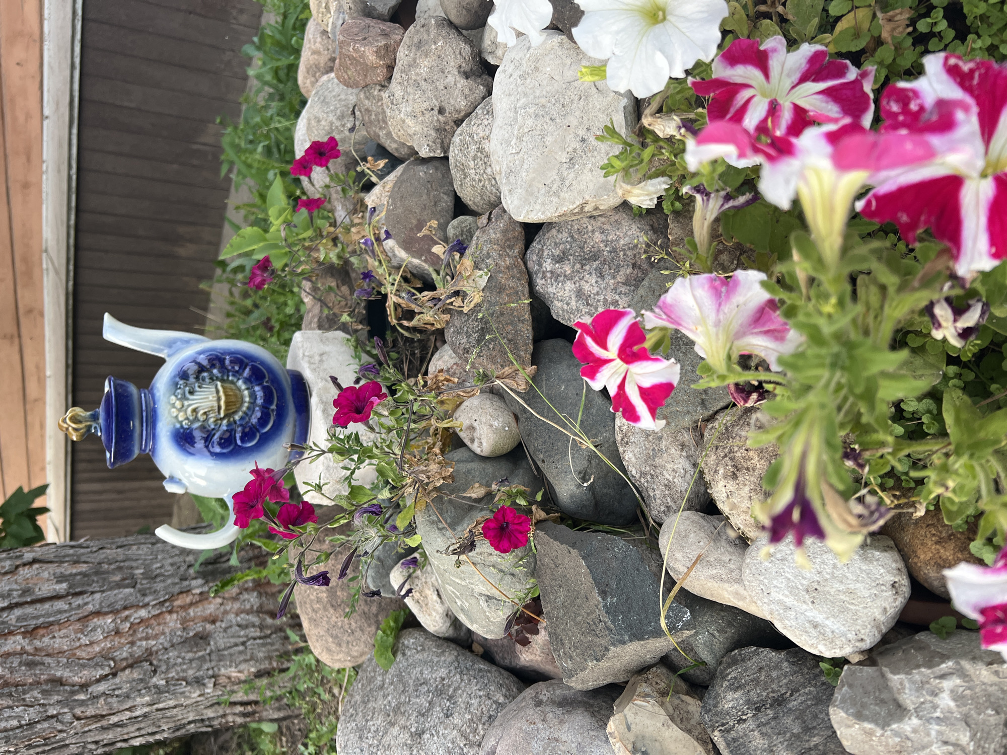 A blue and white decorative teapot sits on a white pedestal in a garden bed filled with rocks and flowers. The teapot has a gold knob on its lid and a gold emblem on its front. The flowers in the garden are predominantly pink and white petunias, with some purple flowers also visible. The background shows a wooden fence and the trunk of a large tree. The lighting suggests it is daytime.