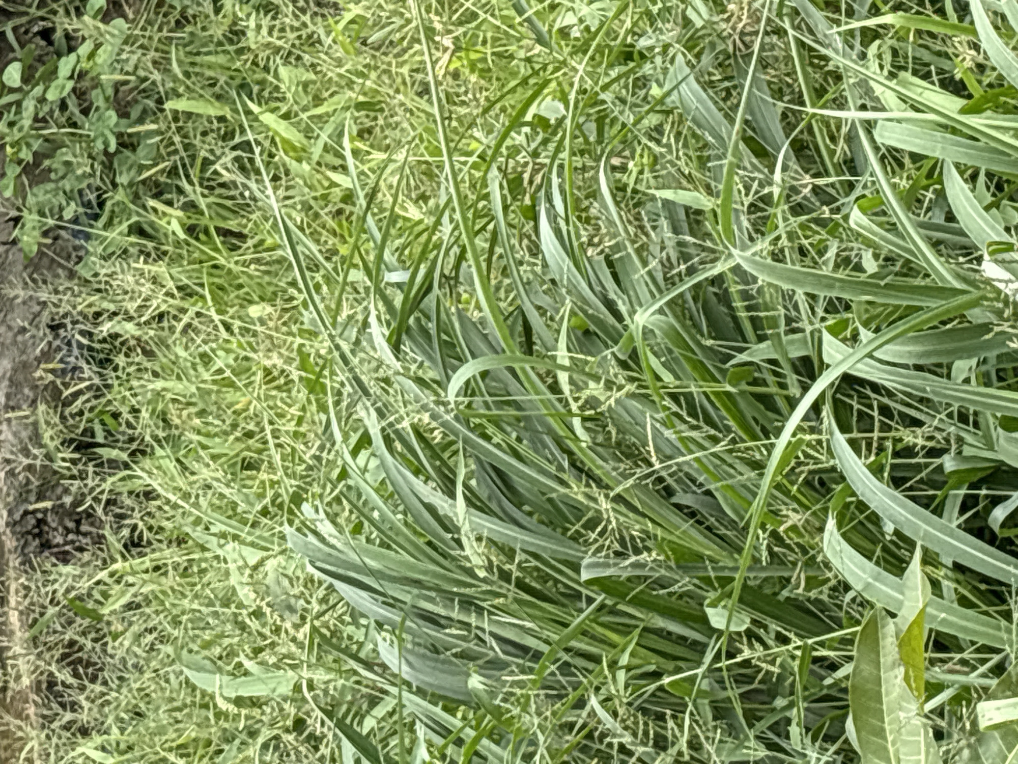 The image depicts a close-up view of dense, green grass and foliage. The vegetation appears to be growing in a natural, uncultivated area, with various blades and leaves intermingled. Some of the grass stalks are taller and thicker, while others are finer and more delicate. The overall impression is one of lush greenery. There are no discernible human subjects, objects, or specific landmarks visible in the image. The environment appears to be outdoors, likely in a rural or undeveloped urban setting, given the abundance of wild vegetation. The scene is static and does not show any action or interaction. The specific location in Lugbe, Nigeria, cannot be determined from the visual information alone, as the image focuses solely on the natural elements of the environment.