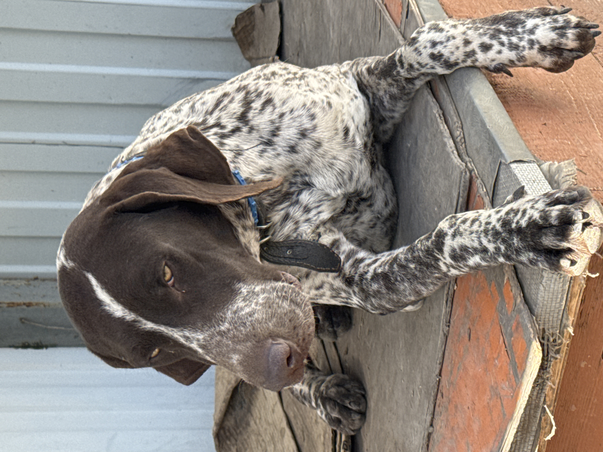 A German Shorthaired Pointer rests on the edge of a wooden structure. The dog has a brown head with a white stripe, speckled body, and is wearing a blue collar and a black collar. It is difficult to determine the exact location in Rostov-on-Don, Russia, as the environment in the image is not clear.