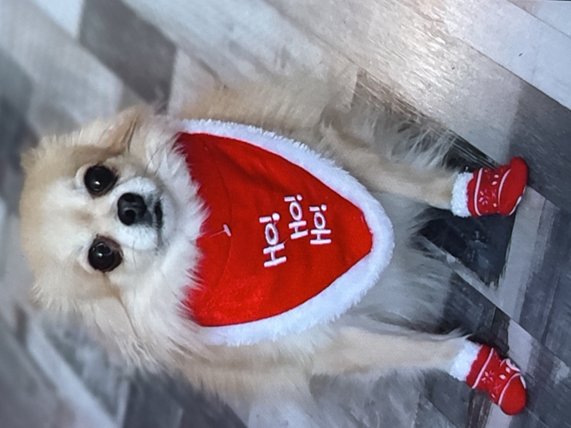 A tan, fluffy dog with dark eyes is lying on a gray wood-patterned floor. The dog is wearing a red bandana with white faux fur trim that reads "Ho Ho Ho" in white lettering. It also has red booties with white faux fur trim on all four paws. The location appears to be indoors. The city and country information requested cannot be derived from the image.
