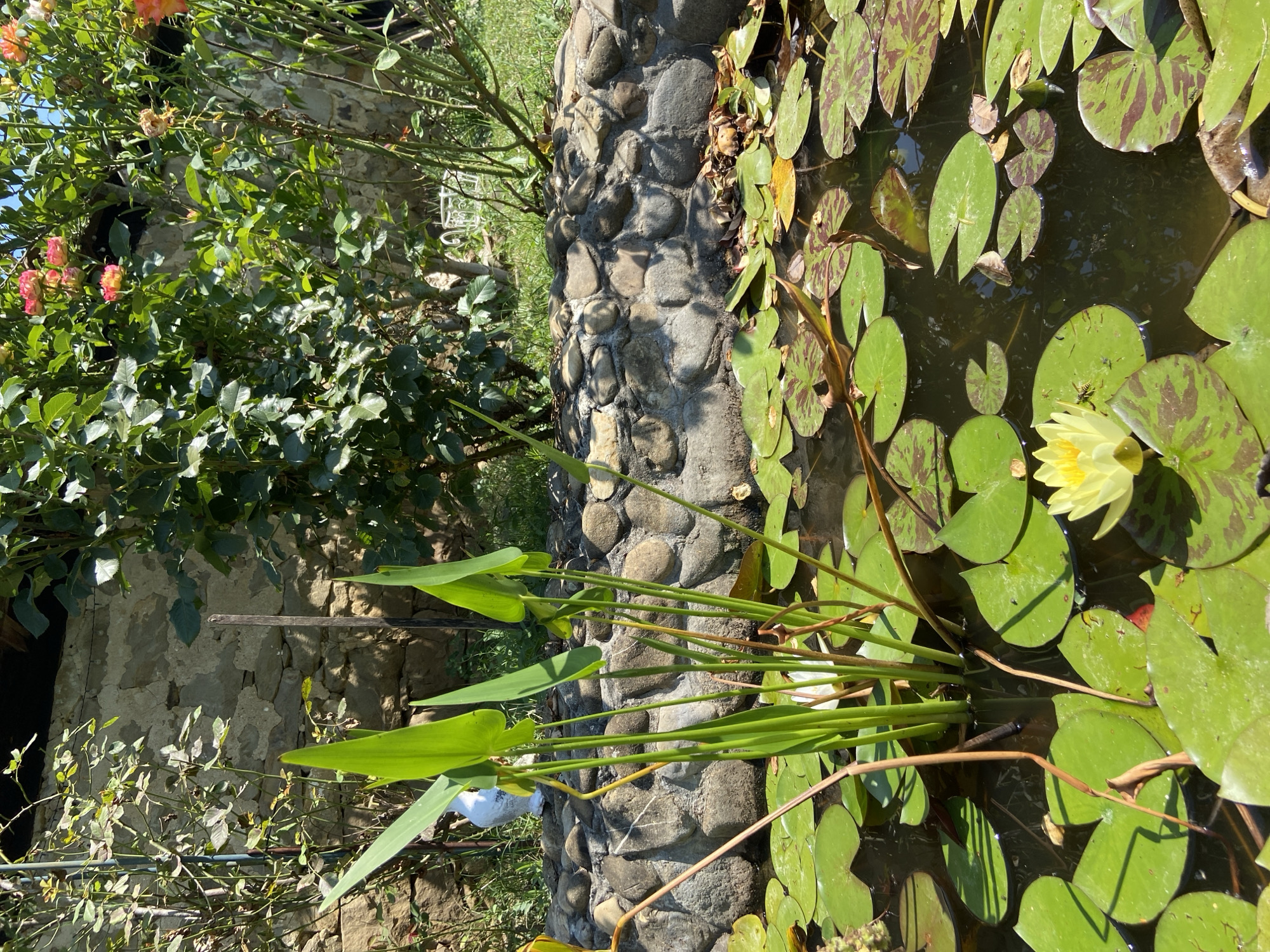 The image depicts a tranquil garden scene, possibly in Mindia, Bulgaria. In the foreground, a pond is filled with lily pads and a single yellow water lily in bloom. Tall green reeds emerge from the water, adding vertical interest. The pond is bordered by a rustic stone wall, which is partially covered in moss and dry leaves. Behind the wall, lush green foliage and rose bushes with pink and orange flowers create a vibrant backdrop. The scene is bathed in bright sunlight, casting shadows and highlighting the textures of the stone and plants. The overall impression is one of a peaceful, natural setting, likely a private garden or a public park. There are no people or animals visible in the image.