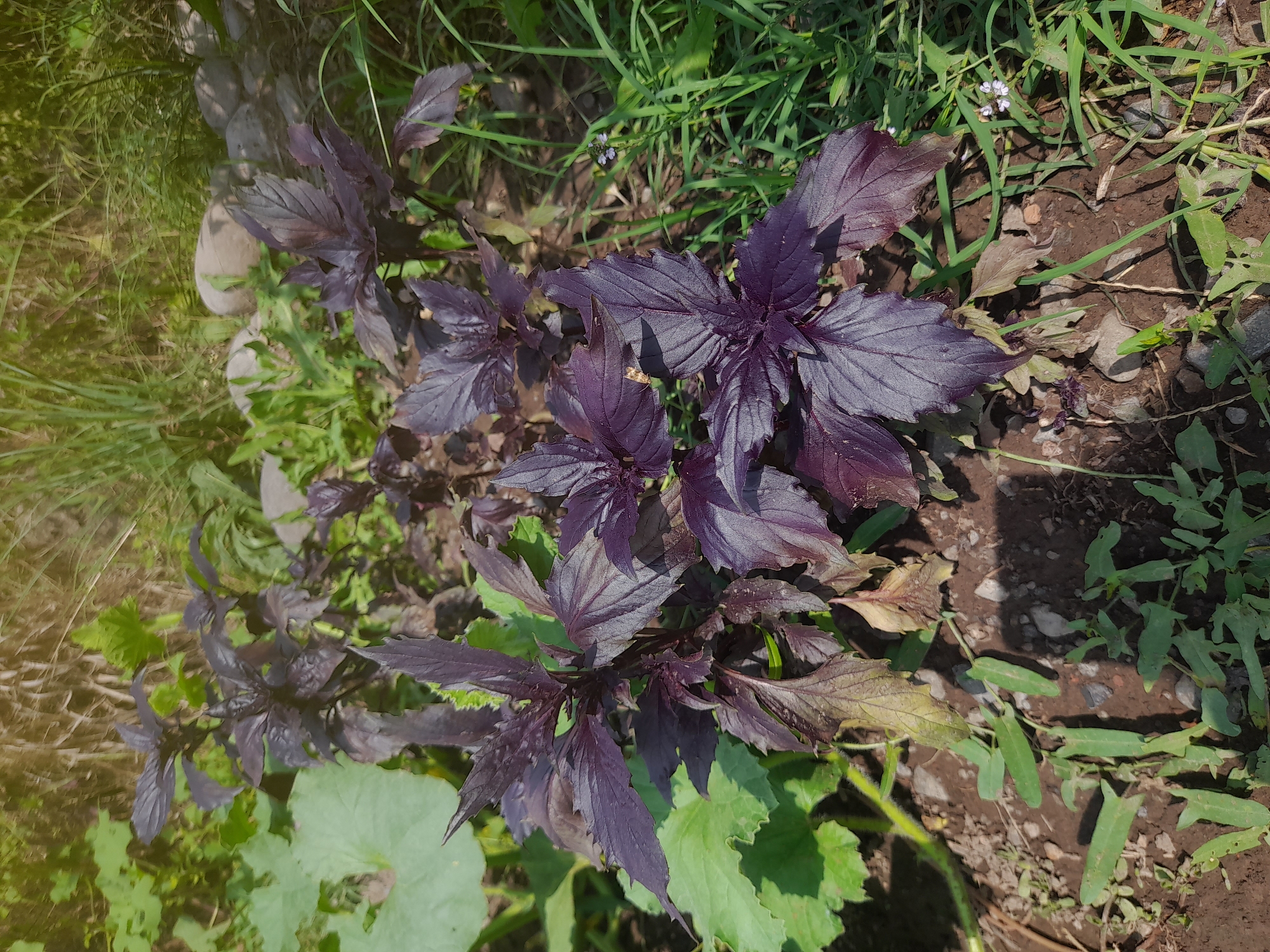 This is a medium-shot, outdoor photograph taken in the city of Voskehat, Armenia, focusing on a cluster of purple basil plants growing in soil. The basil has deep purple, textured leaves with a slight sheen. Surrounding the basil are various green plants, including a large, light green leaf to the left, and longer, thinner green grass on the right. The ground is composed of dark soil with small pebbles and stones scattered throughout. In the background, more greenery and some larger, lighter-colored stones are visible. The scene is illuminated by sunlight, casting shadows and creating a warm, natural light. There are no people or animals present.