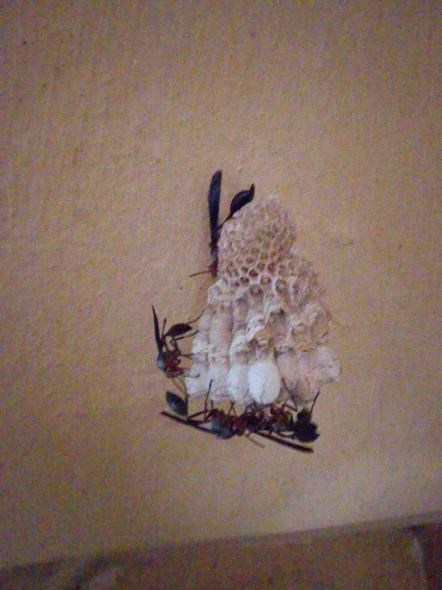 The image shows a small, light-colored nest constructed with a honeycomb-like structure, possibly made of mud or a similar material. Several dark-colored insects, likely ants or wasps, are clustered around and on the nest. Two of these insects are visible on the left side, with one appearing to be attached to a thin, dark object protruding from the nest. Another insect is seen on the right side of the nest. The nest itself is irregular in shape and appears to be affixed to a textured, light brown surface, which could be a wall. There are also some lighter, round structures within or attached to the nest. The overall impression is that of an insect colony or nest in an urban or suburban environment. The image does not provide any specific information about the city of Serti, Nigeria, or any other location.