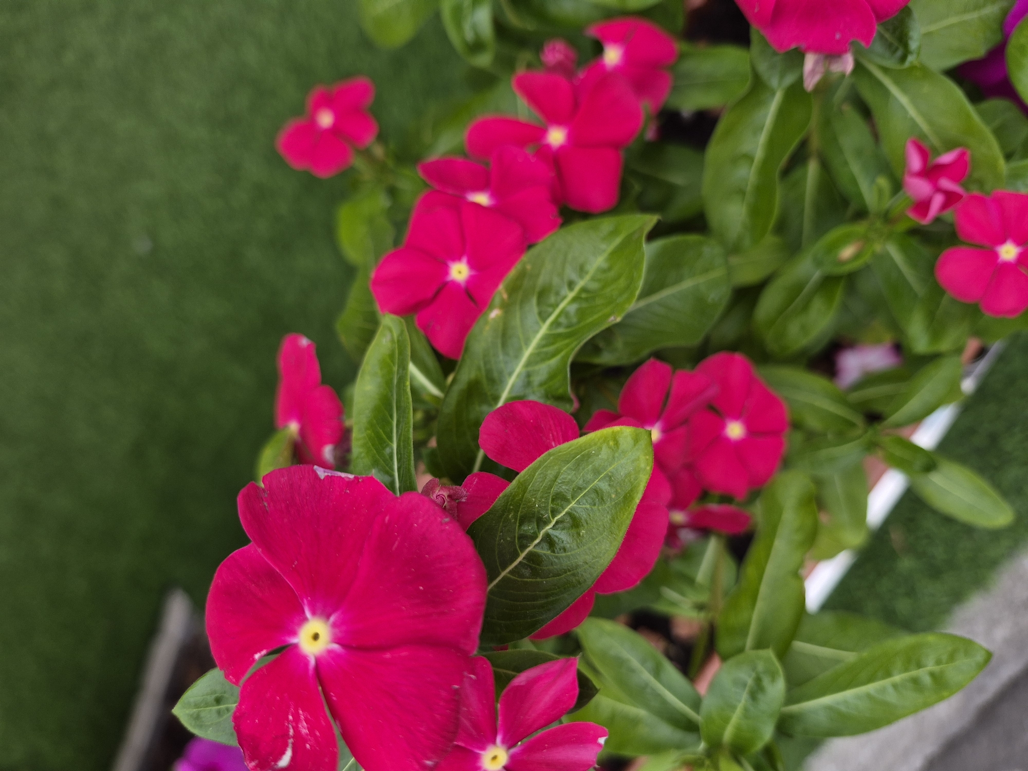 This is a close-up, eye-level shot of several vivid pink vinca flowers with yellow centers. The flowers are in various stages of bloom, with some fully open and others in bud. They are surrounded by lush, dark green leaves, some of which have visible veins. The background is blurred, showing a hint of artificial green turf and a light-colored strip, suggesting an outdoor setting, possibly a garden or planter box. No people or specific city locations are visible.