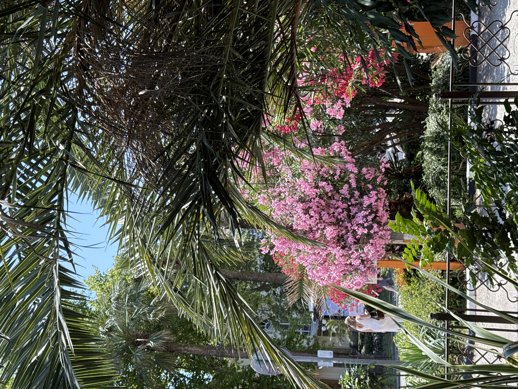 The image depicts an outdoor scene with lush greenery and vibrant pink flowers, likely in a garden or park setting. The orientation of the image is rotated 90 degrees counter-clockwise, with the sky appearing at the top and the ground at the bottom.
In the foreground, large palm fronds dominate the left side, their feathery leaves casting shadows. Behind them, clusters of bright pink flowers, possibly oleander, are in full bloom, creating a striking contrast with the deep green foliage. More of these pink flowers are visible in the mid-ground, intertwined with the branches of trees.
Towards the right and in the mid-ground, a decorative metal fence with an ornate pattern is visible, suggesting a boundary or entrance to a property. Beyond the flowers and foliage, the scene opens up to reveal elements of a building with architectural details, including arched windows.
In the background, several people are present. On the lower right, a person wearing a white outfit is partially visible, appearing to be standing or sitting. Further back, another person can be seen walking amongst the trees.
The presence of palm trees and vibrant flowering plants suggests a warm climate. The bright sunlight and clear sky indicate a pleasant day, likely late morning or early afternoon. The overall impression is one of a tranquil and picturesque outdoor space, possibly a tourist attraction or a well-maintained garden in a resort area. No visible text is present in the image.