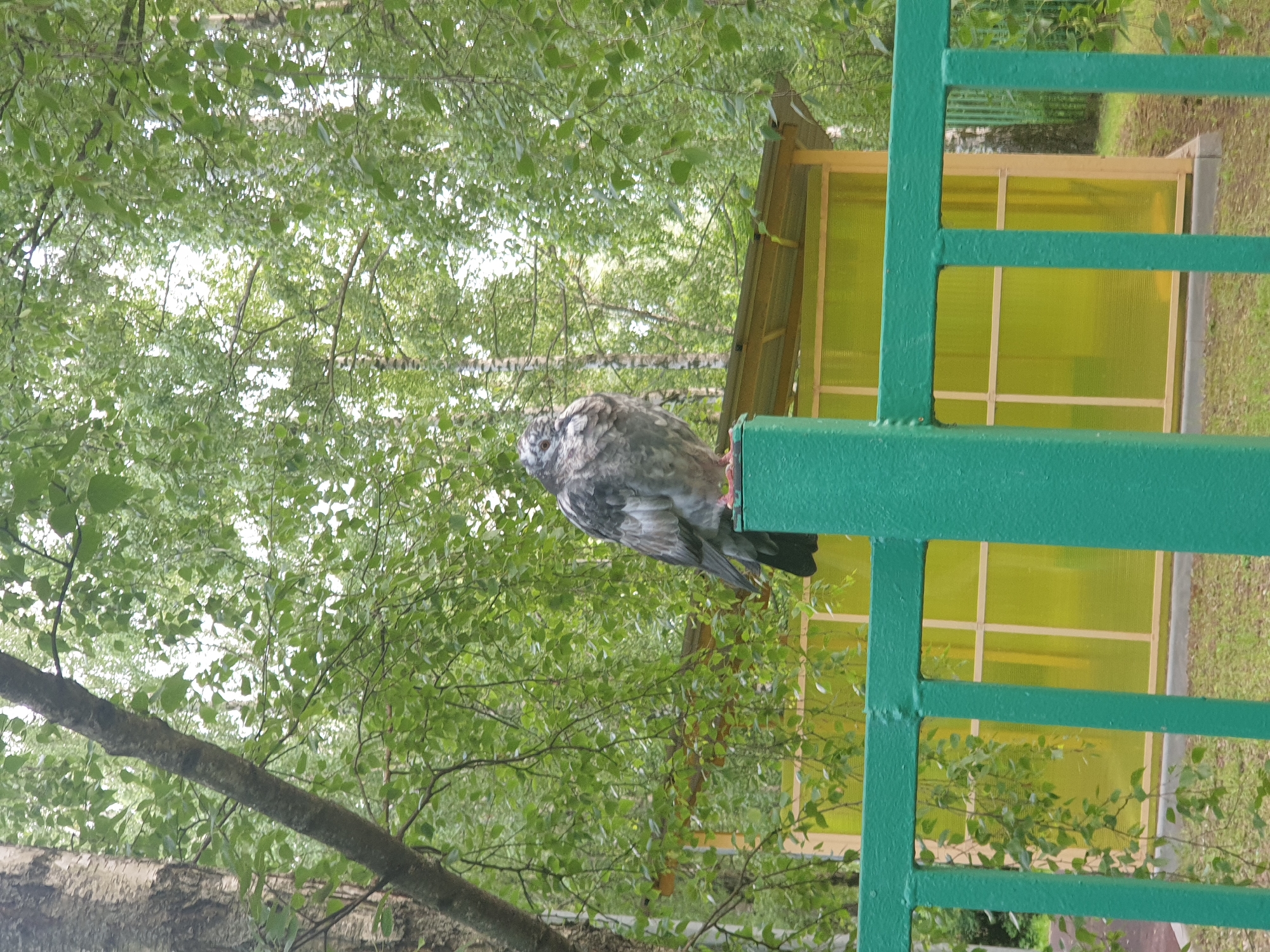 An adult pigeon is perched on the top of a green metal fence post. The pigeon is mostly gray with some white and black markings. It is facing to the left and appears to be looking down. Behind the pigeon and fence is a yellow structure with a slanted roof, possibly a shelter or small building. The background is filled with lush green trees and foliage, suggesting an outdoor setting in a park or residential area. The image appears to be taken in Moscow, Russia, given the context of similar images. The overall lighting is soft, indicating an overcast or shaded day.