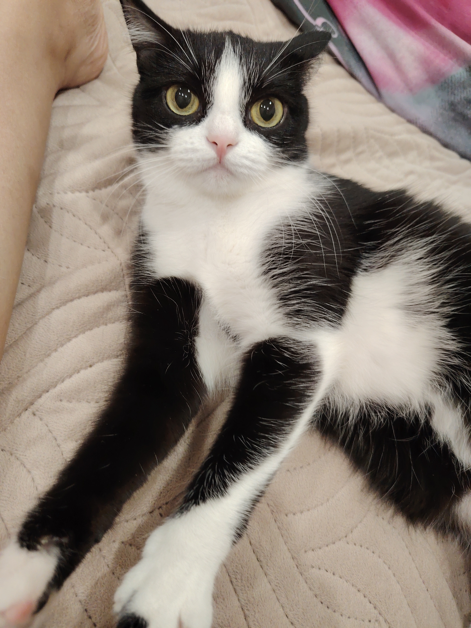 A black and white cat is lying on a tan blanket. The cat is facing the camera with its eyes open and looking forward. Its ears are perked up. The cat's fur is a mix of black and white patches. Its paws are white. To the left of the cat, a person's leg is visible, also resting on the blanket. In the background, a pink and gray striped blanket is visible. The lighting in the image is warm and soft.