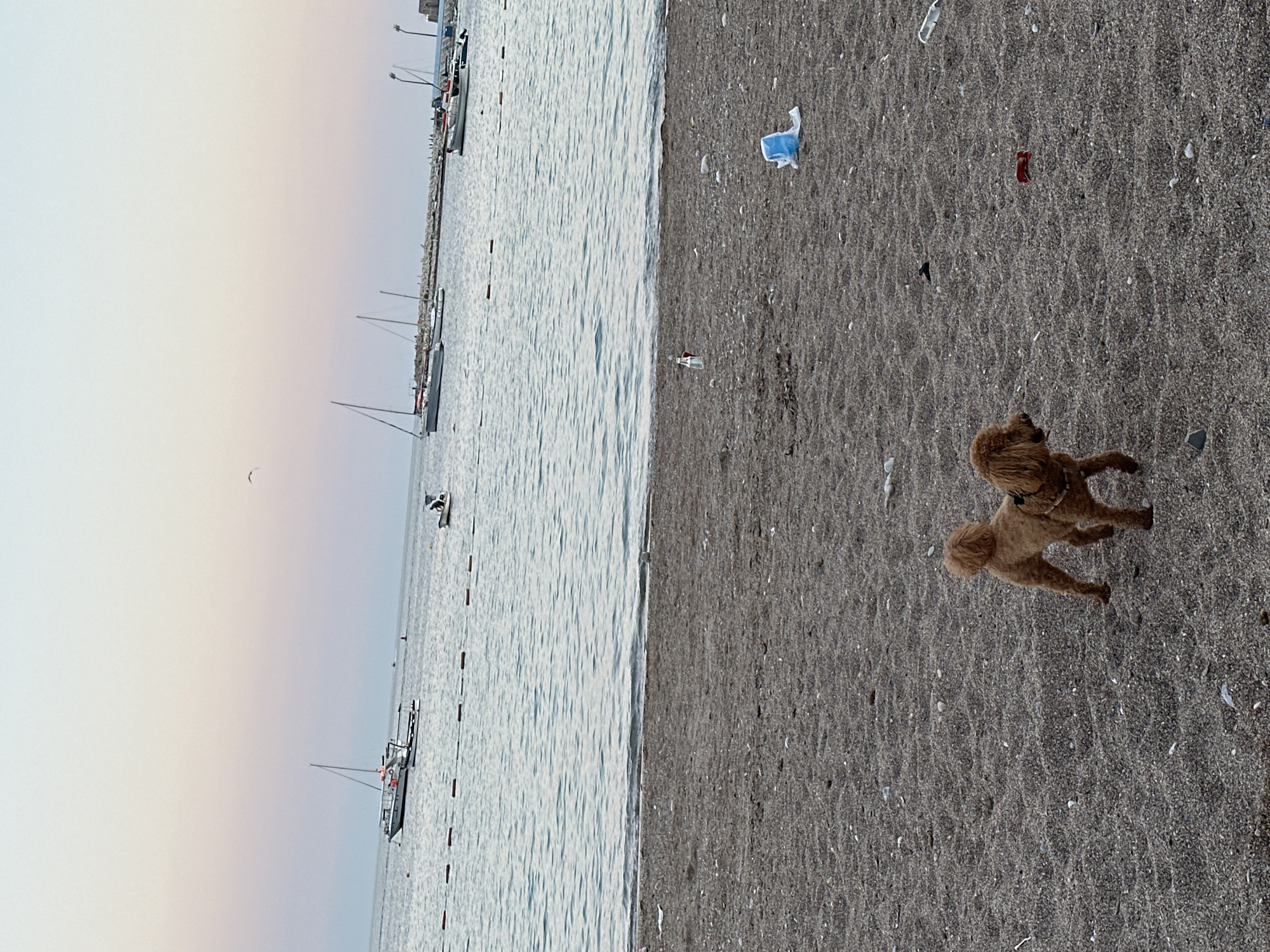 The image depicts a sandy beach with a calm sea in the background, likely in Budva, Montenegro, judging by the presence of sailboats and the overall coastal atmosphere. The sky is a soft gradient of pink and pale blue, suggesting it's either sunrise or sunset.
In the foreground, a small, reddish-brown poodle stands on the sand, looking to its right. The beach is littered with various pieces of trash, including a blue plastic bag, a clear plastic bottle, and some red debris, indicating a lack of general upkeep. In the middle ground, on the water, several sailboats are anchored. One is a larger white vessel with a sail, and others are smaller motorboats. A person is visible on a small boat further out in the water, appearing to be paddling. A line of buoys stretches across the water in the mid-ground, marking a boundary. The horizon is visible, with a faint structure that could be a pier or breakwater. A single bird is in flight in the upper portion of the sky.